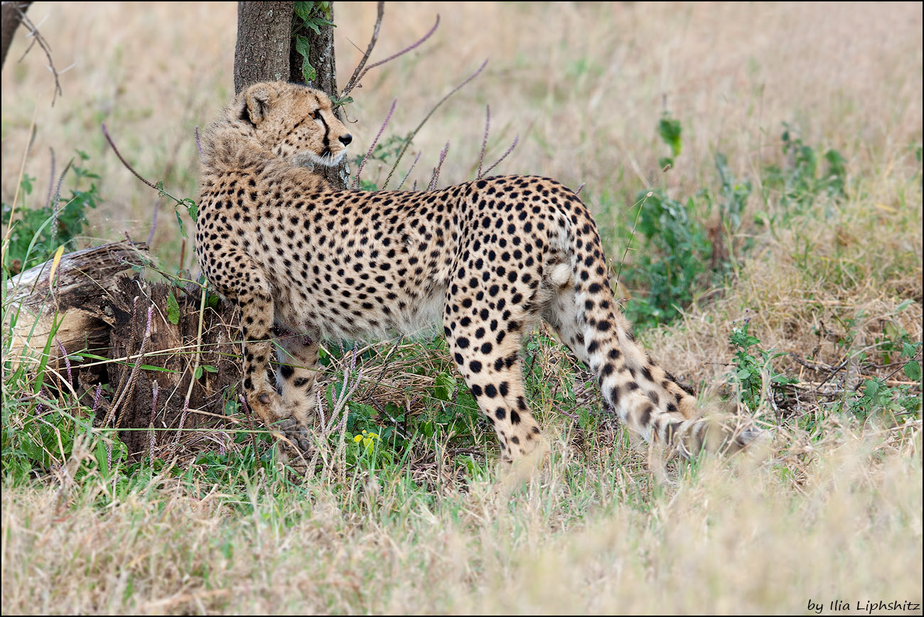 Canon EF 300mm F2.8L IS USM sample photo. Cheetahs of serengeti №15 photography