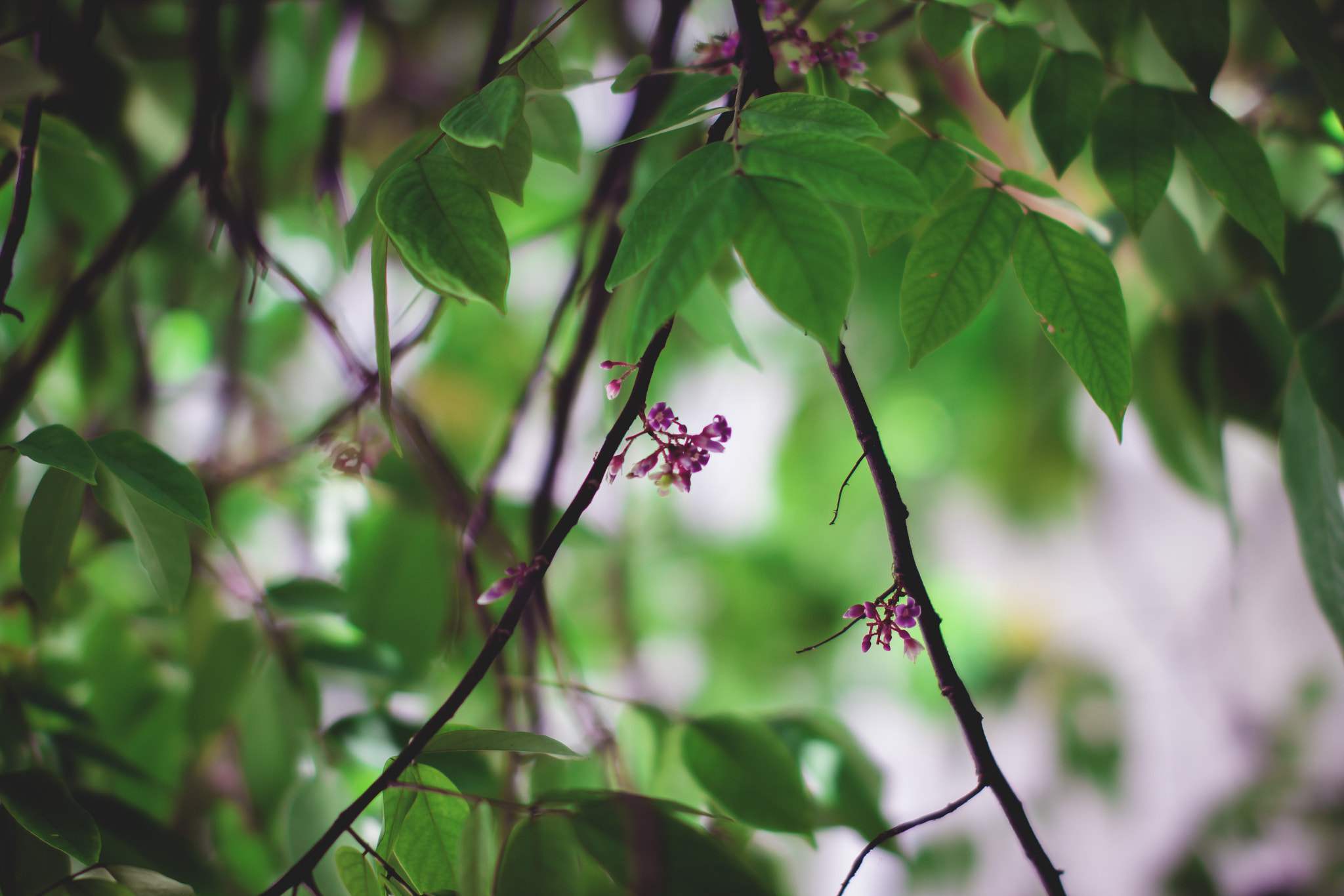 Sigma 50mm F1.4 EX DG HSM sample photo. Hojas verdes photography