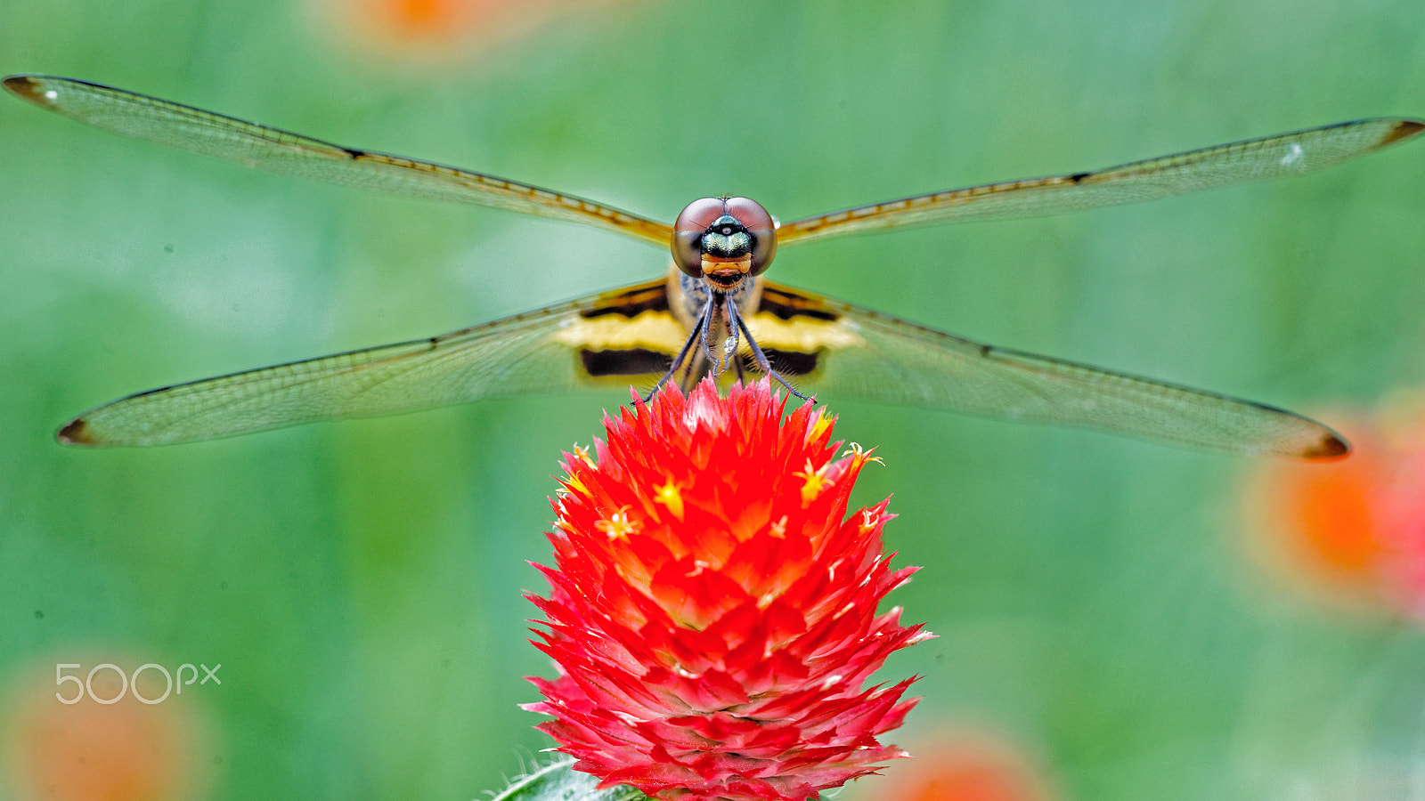 Canon EOS-1D X + Canon EF 100mm F2.8L Macro IS USM sample photo. Red-dragonfly photography