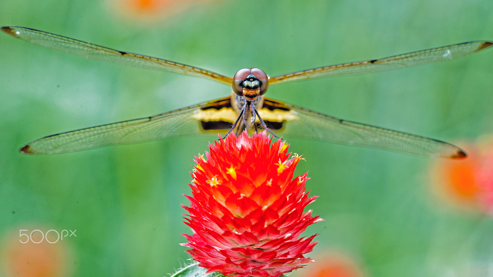 Canon EF 100mm F2.8L Macro IS USM sample photo. Red-dragonfly photography