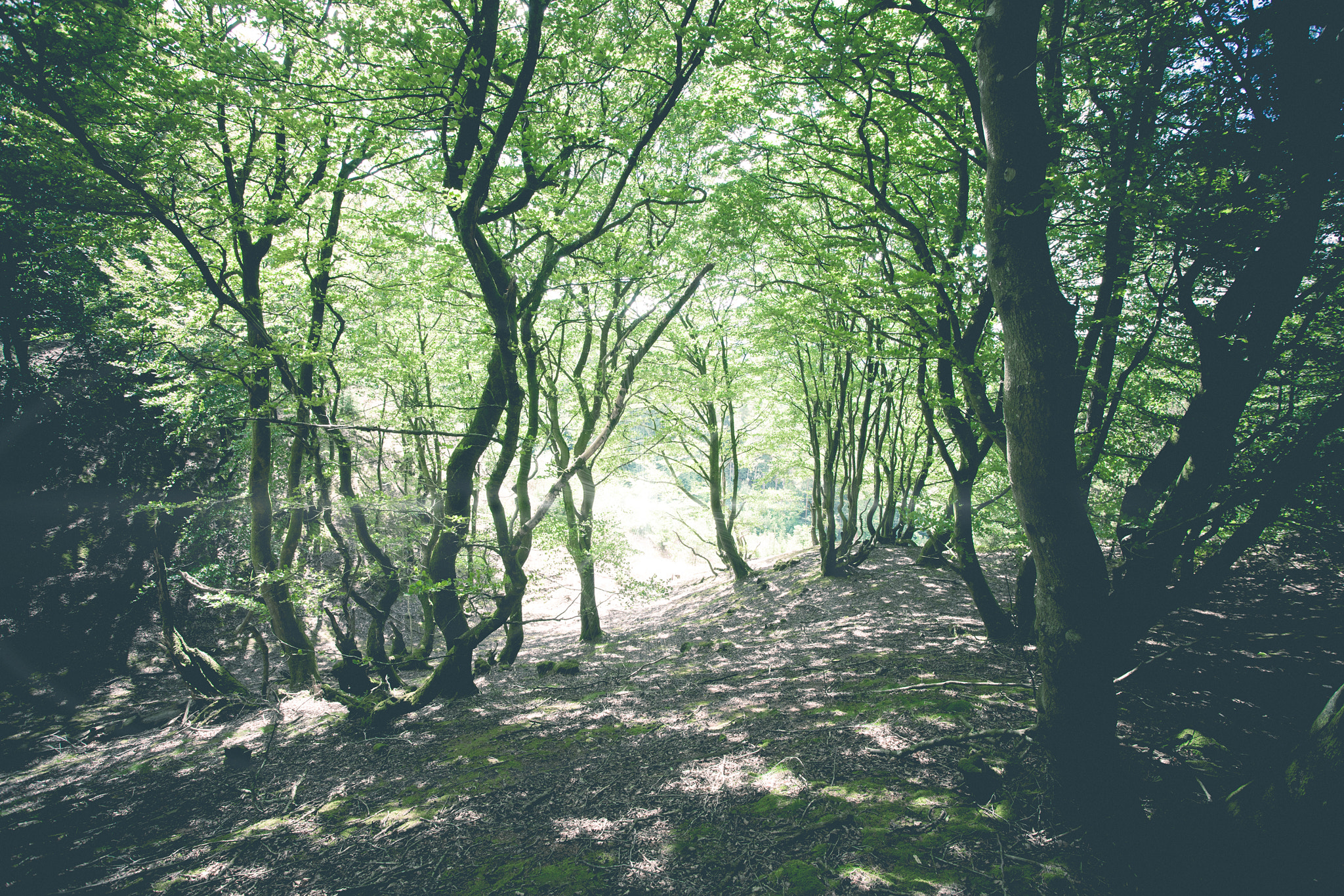 Sony Alpha DSLR-A900 sample photo. Magical forest with green trees photography