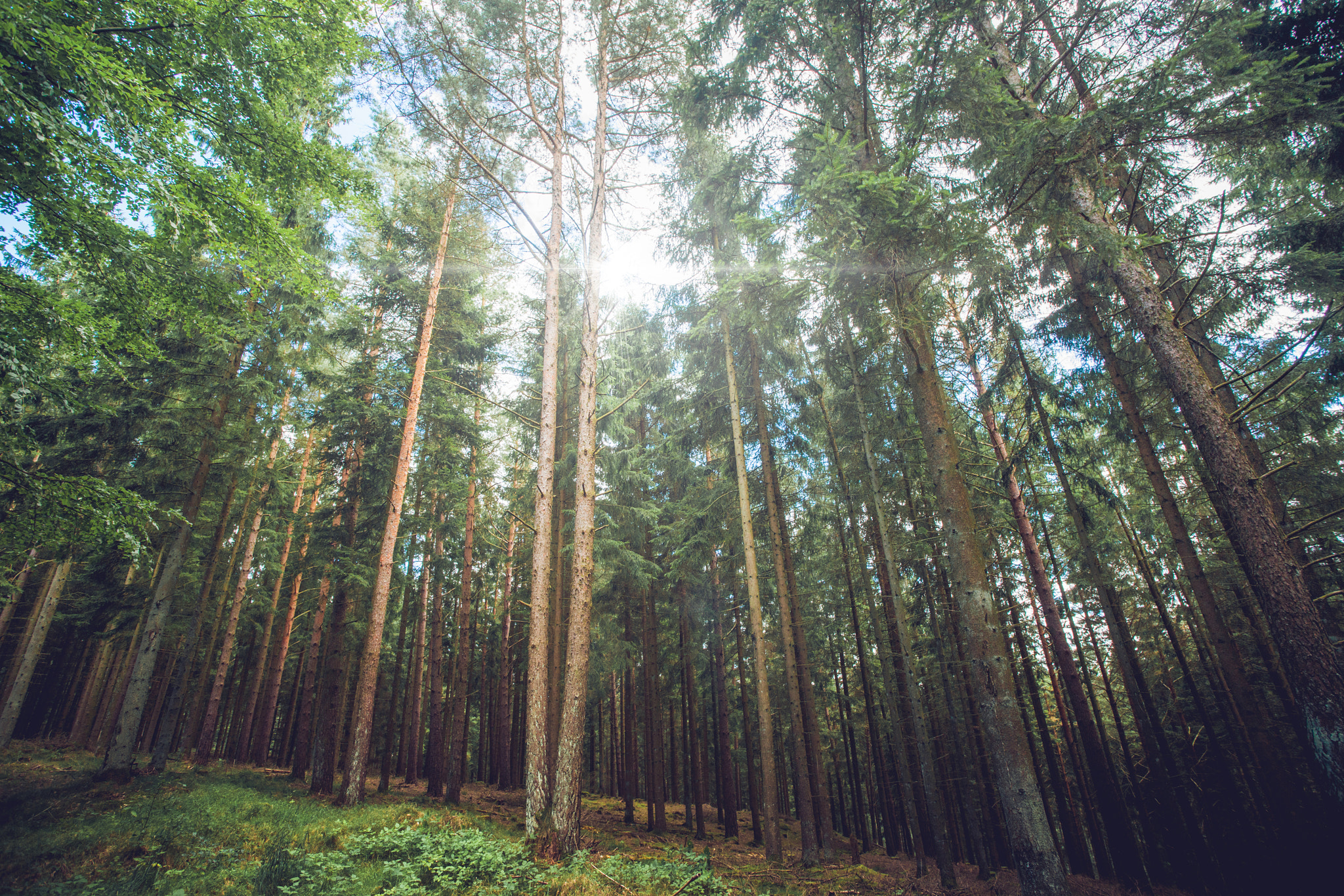 Sony Alpha DSLR-A900 sample photo. Sunlight shining through tall pine trees photography