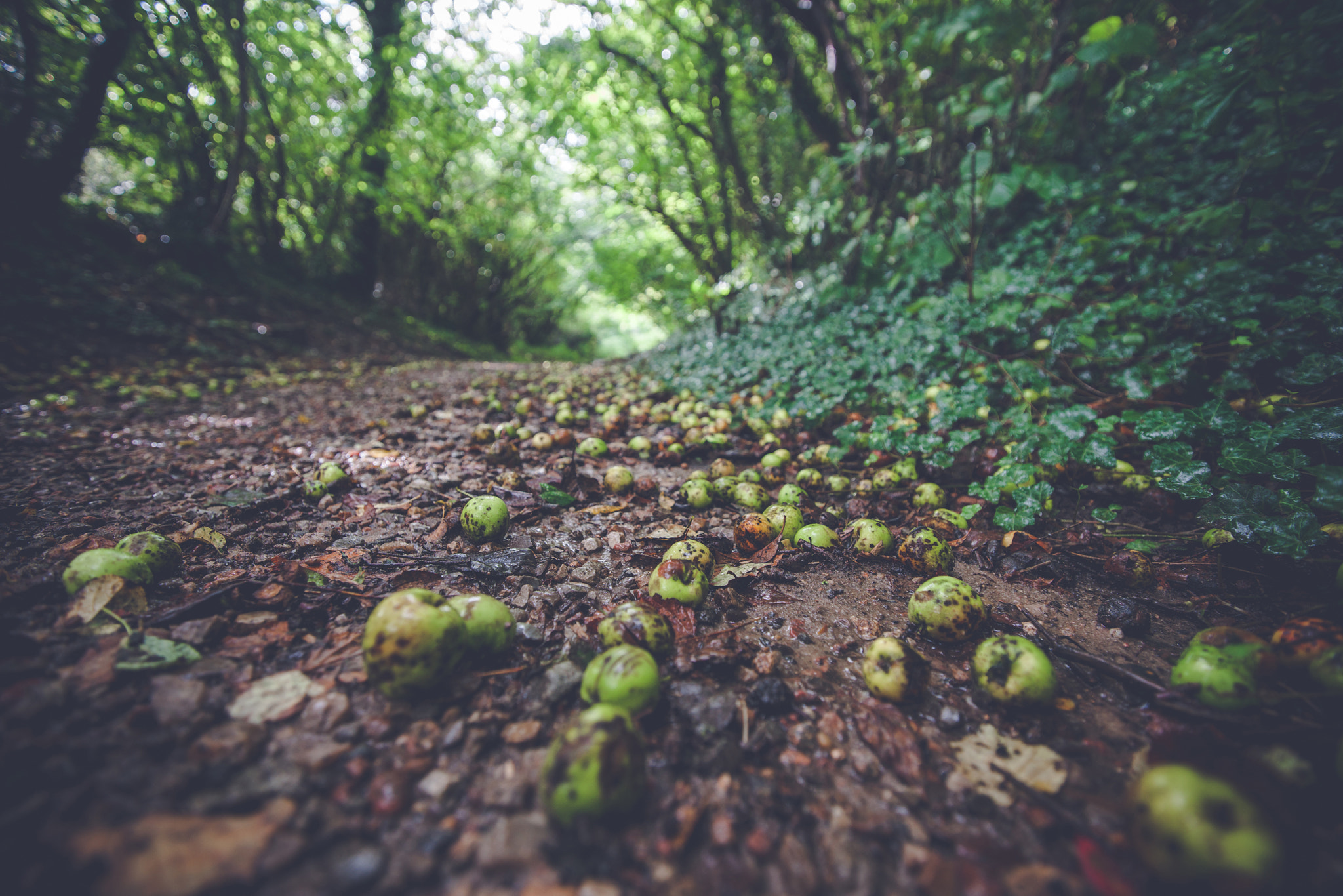 Sony Alpha DSLR-A900 sample photo. Fallen apples on the ground photography