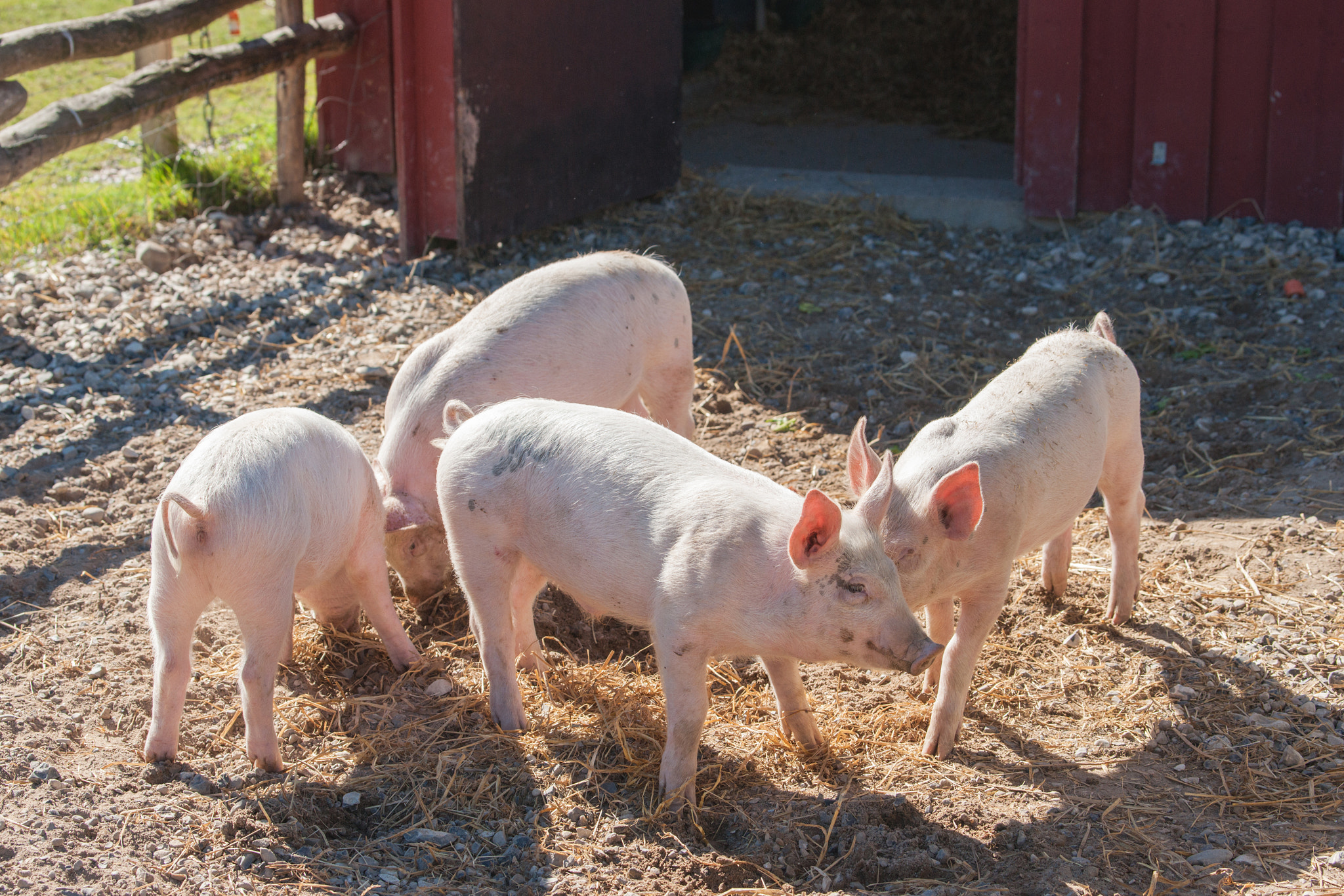 Sony Alpha DSLR-A900 + Sony 70-400mm F4-5.6 G SSM II sample photo. Pigs in a farmyard photography