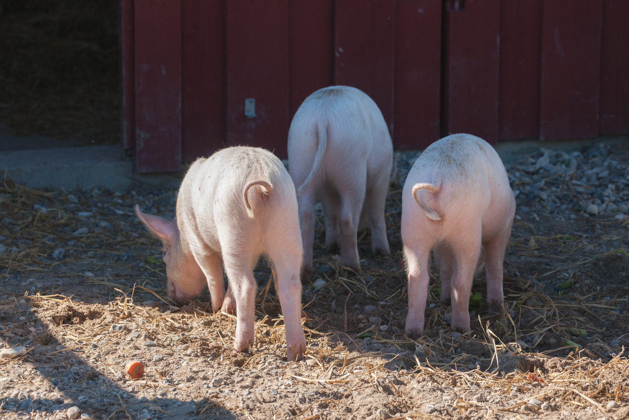 Sony Alpha DSLR-A900 + Sony 70-400mm F4-5.6 G SSM II sample photo. Pink pigs with curly tails at a rural farm photography