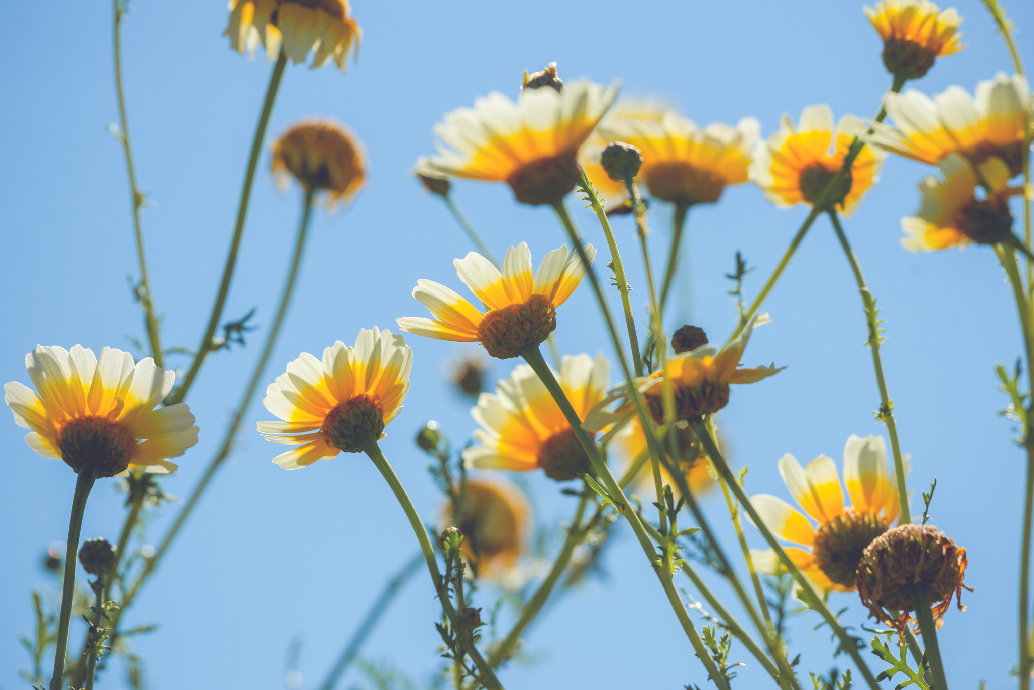Sony 70-400mm F4-5.6 G SSM II sample photo. Yellow marguerites in the summer photography