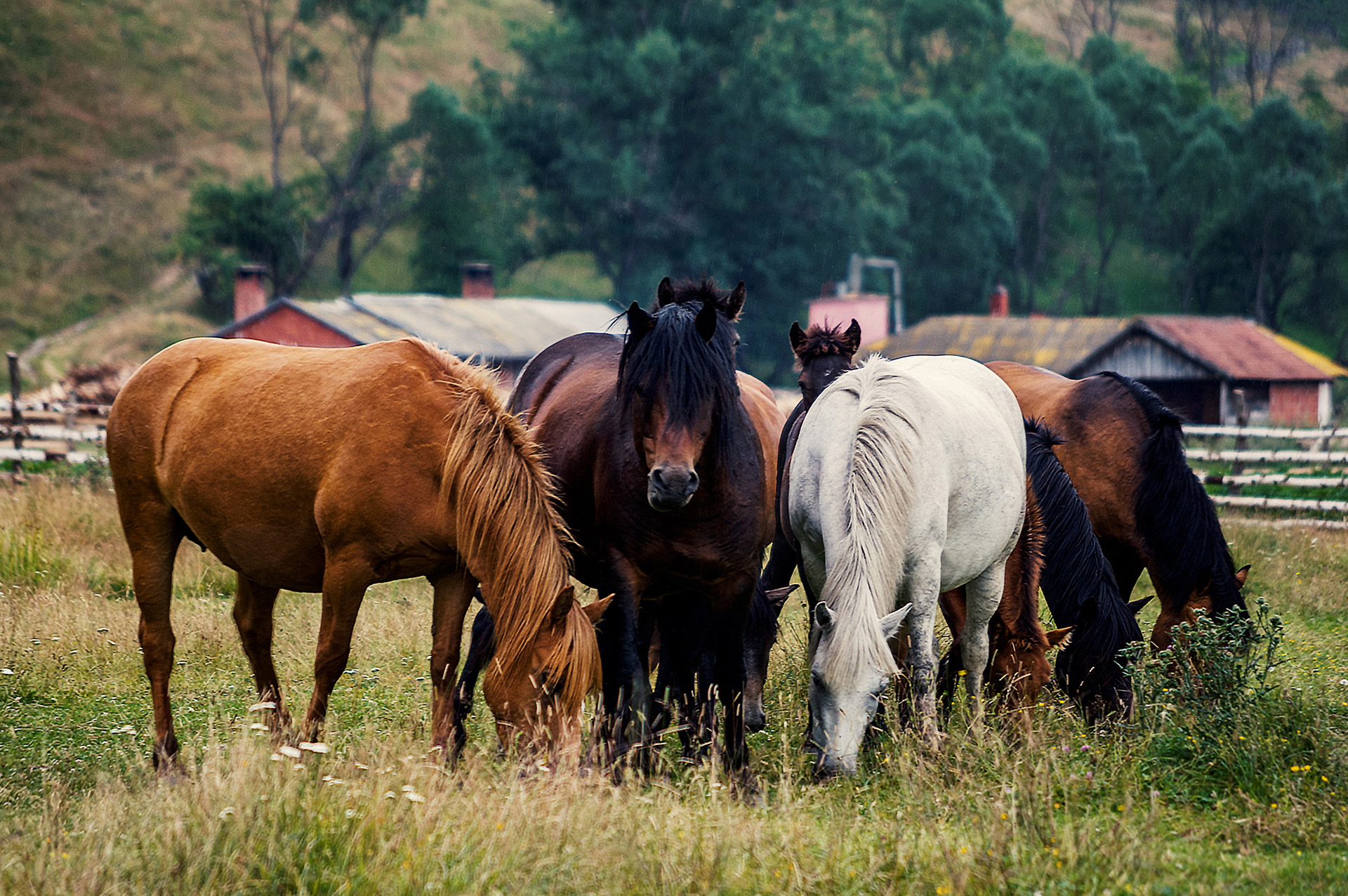 Pentax K-x sample photo. Wild horses photography