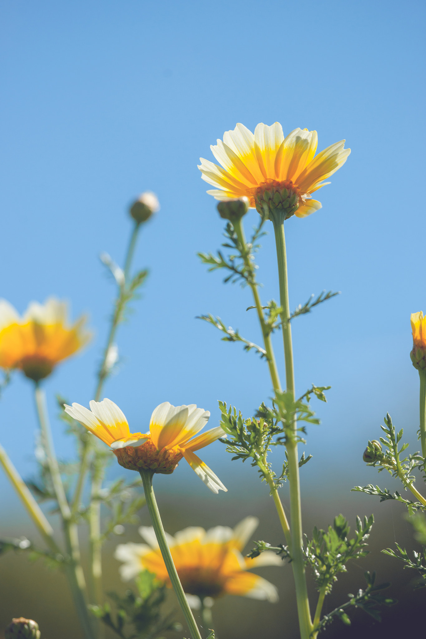 Sony Alpha DSLR-A900 sample photo. Tall marguerite flowers in the summer photography