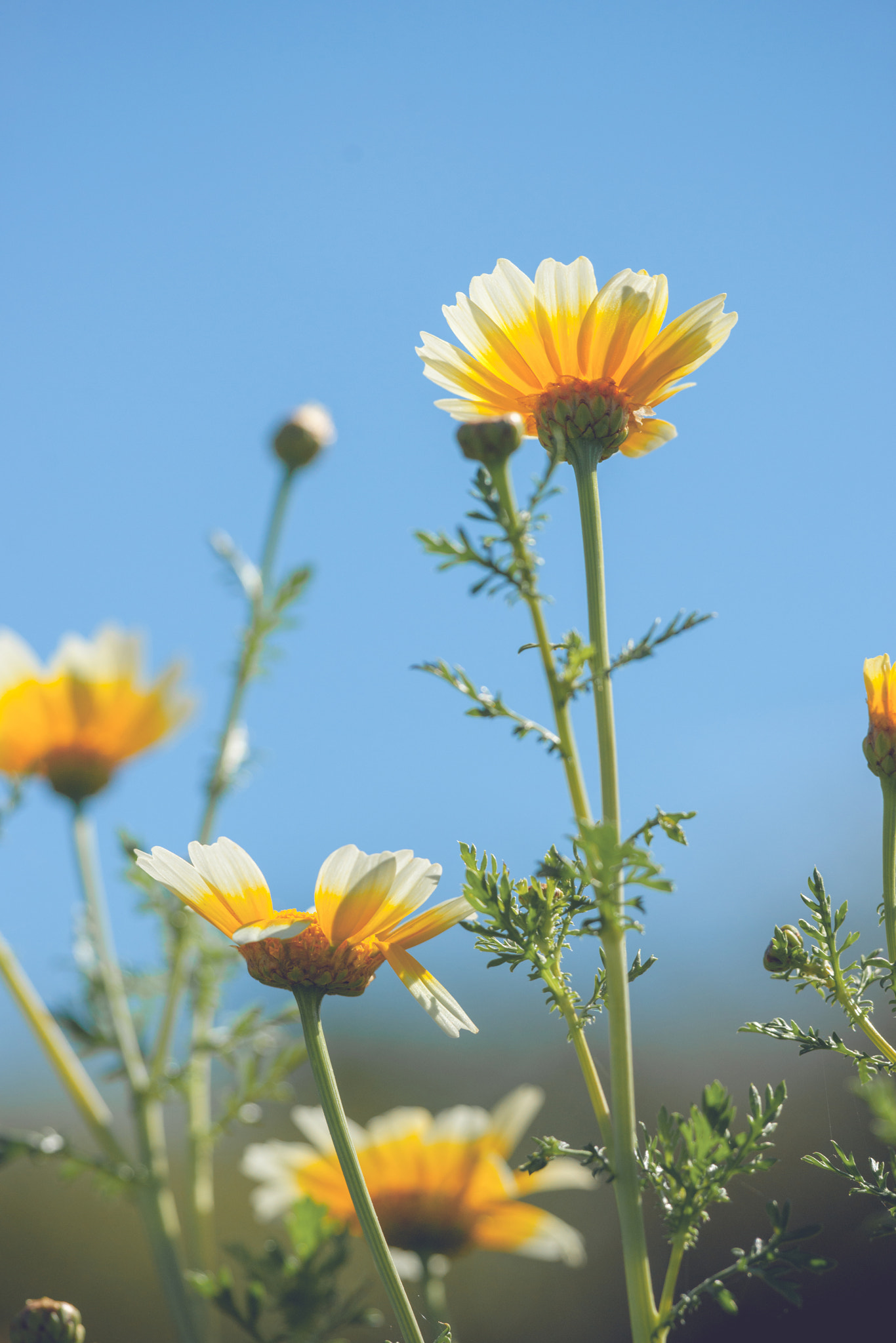 Sony 70-400mm F4-5.6 G SSM II sample photo. Tall marguerite flowers in the summer photography