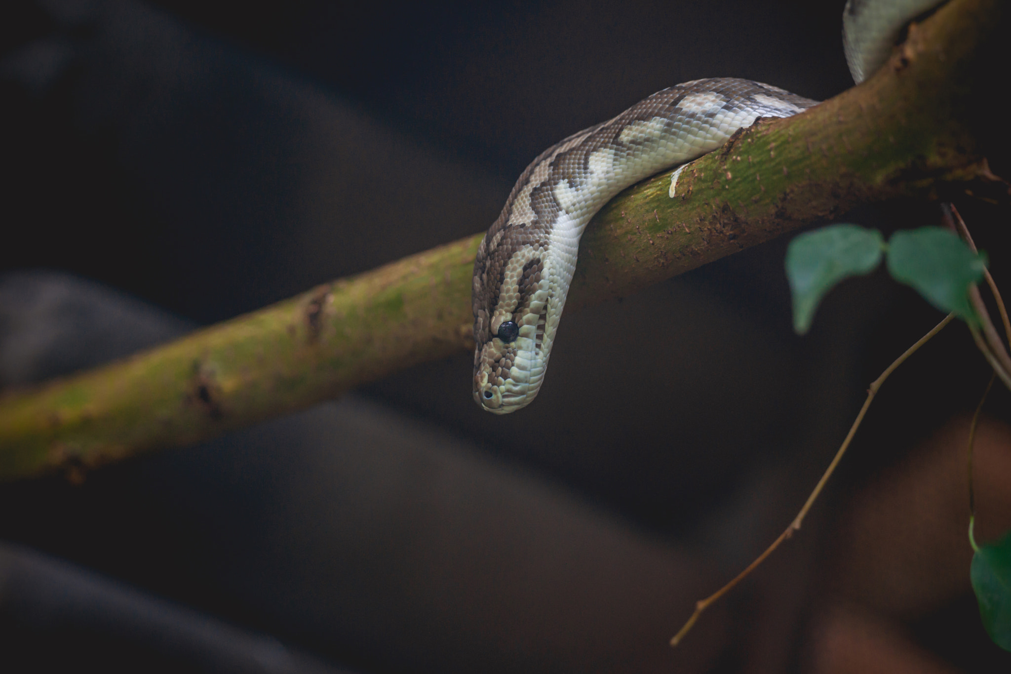 Sony 70-400mm F4-5.6 G SSM II sample photo. Snake looking down from a tree photography