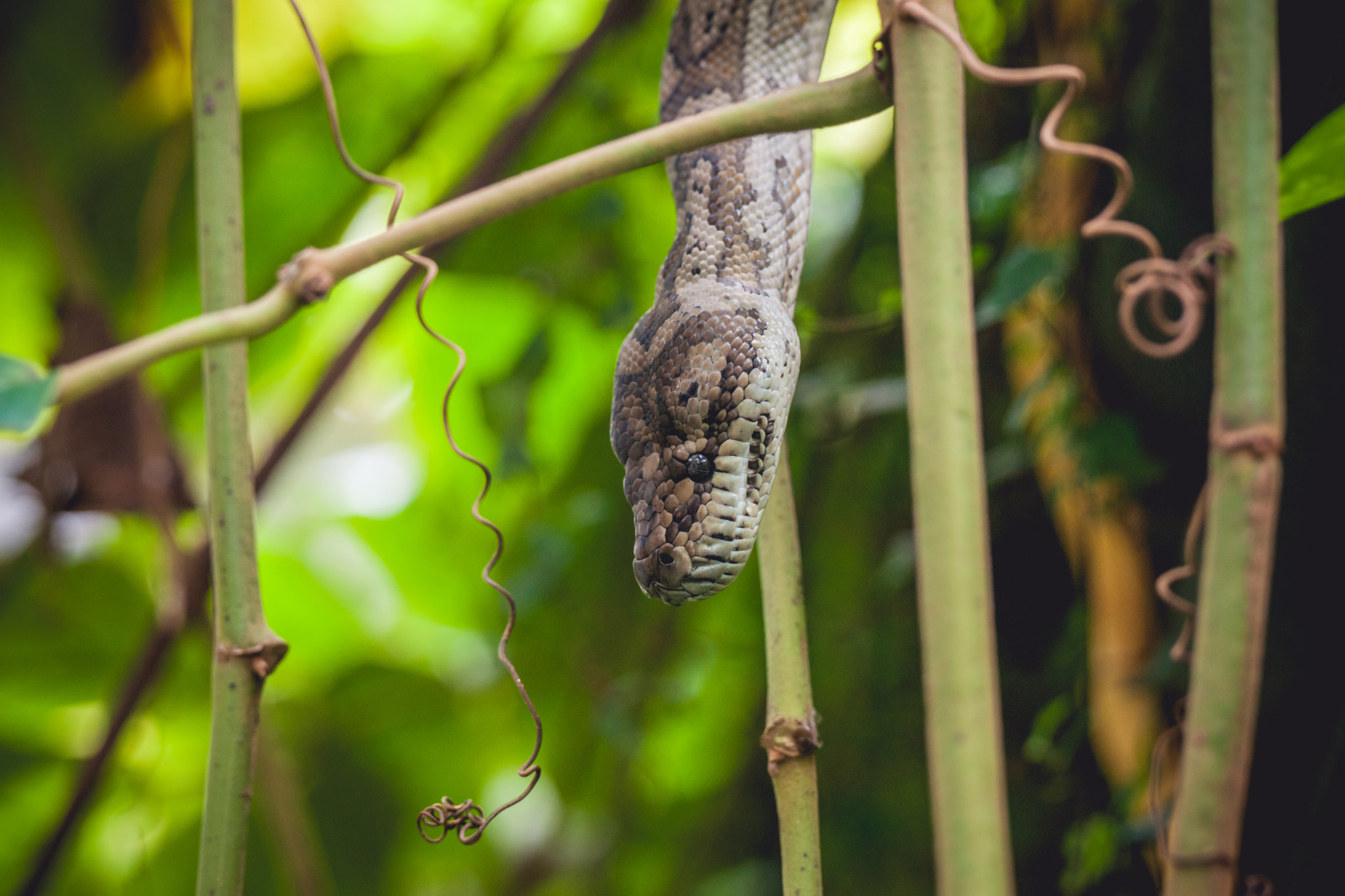 Sony Alpha DSLR-A900 + Sony 70-400mm F4-5.6 G SSM II sample photo. Python in a tree photography