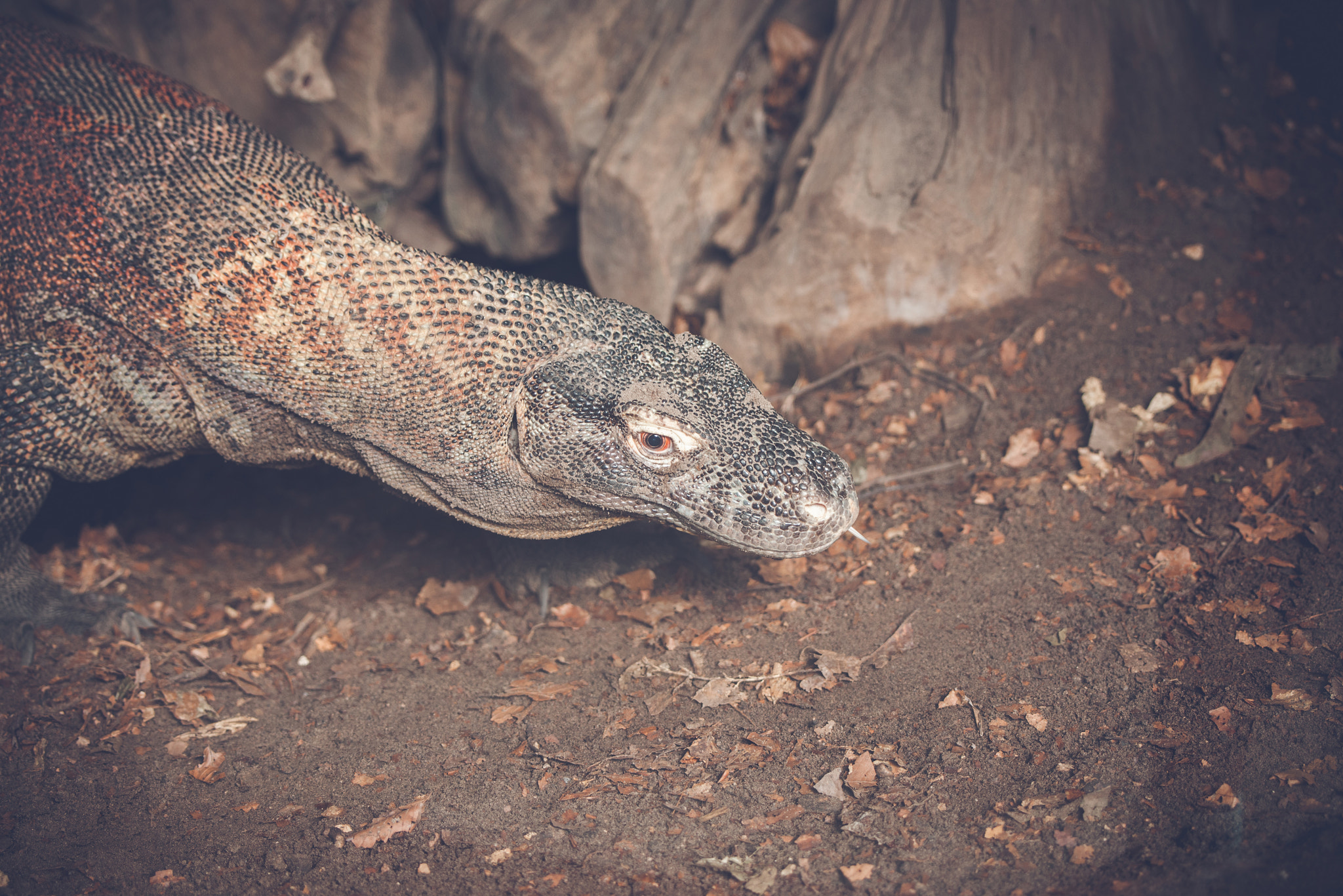 Sony 70-400mm F4-5.6 G SSM II sample photo. Varan lizard looking for prey photography