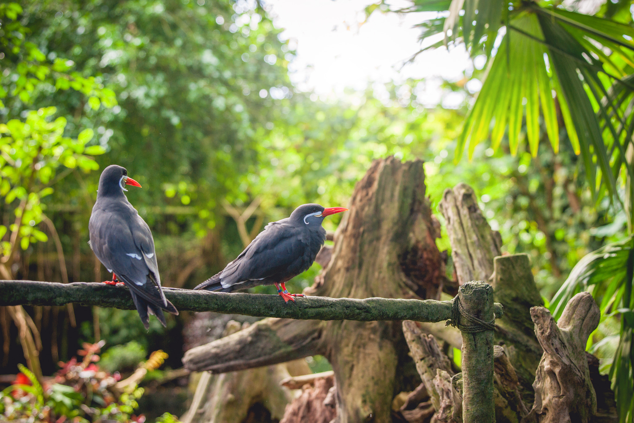 Sony 70-400mm F4-5.6 G SSM II sample photo. Inca tern on a fence photography