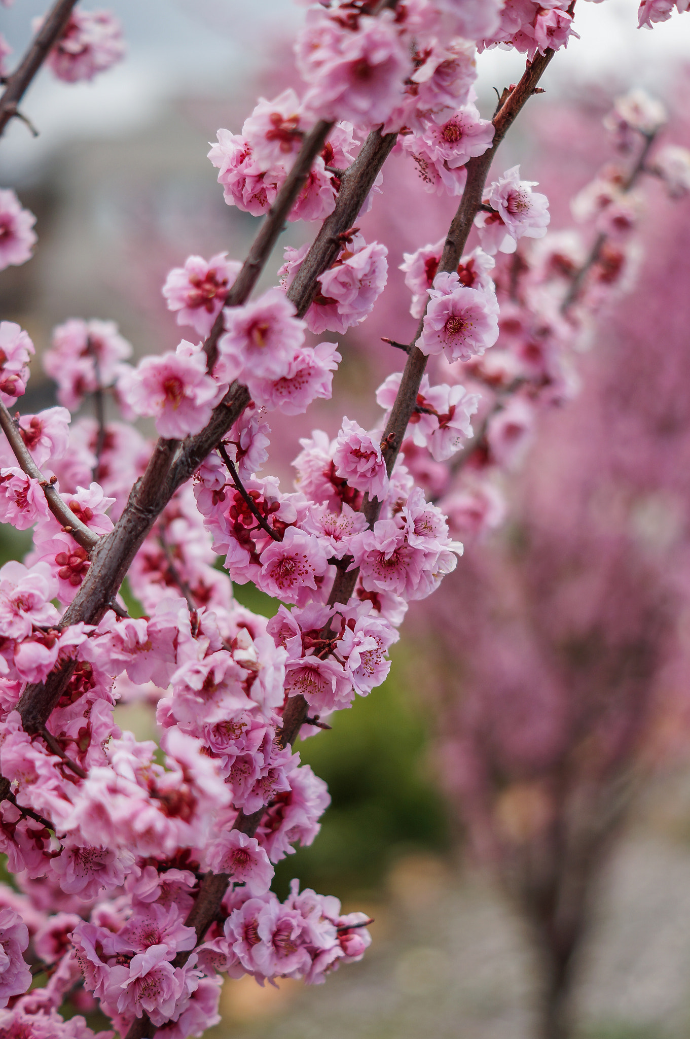 Sony SLT-A57 sample photo. Blossom photography