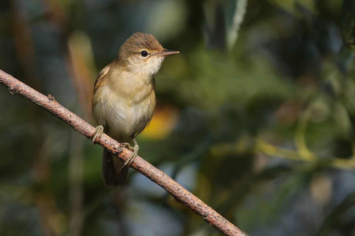 Canon EF 300mm F2.8L IS II USM sample photo. Marsh warbler photography
