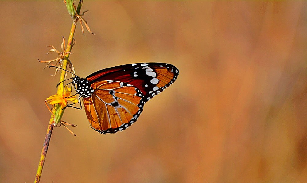 Nikon D7100 + Sigma 70-300mm F4-5.6 APO Macro Super II sample photo. Danaus chrysippus - sultan photography