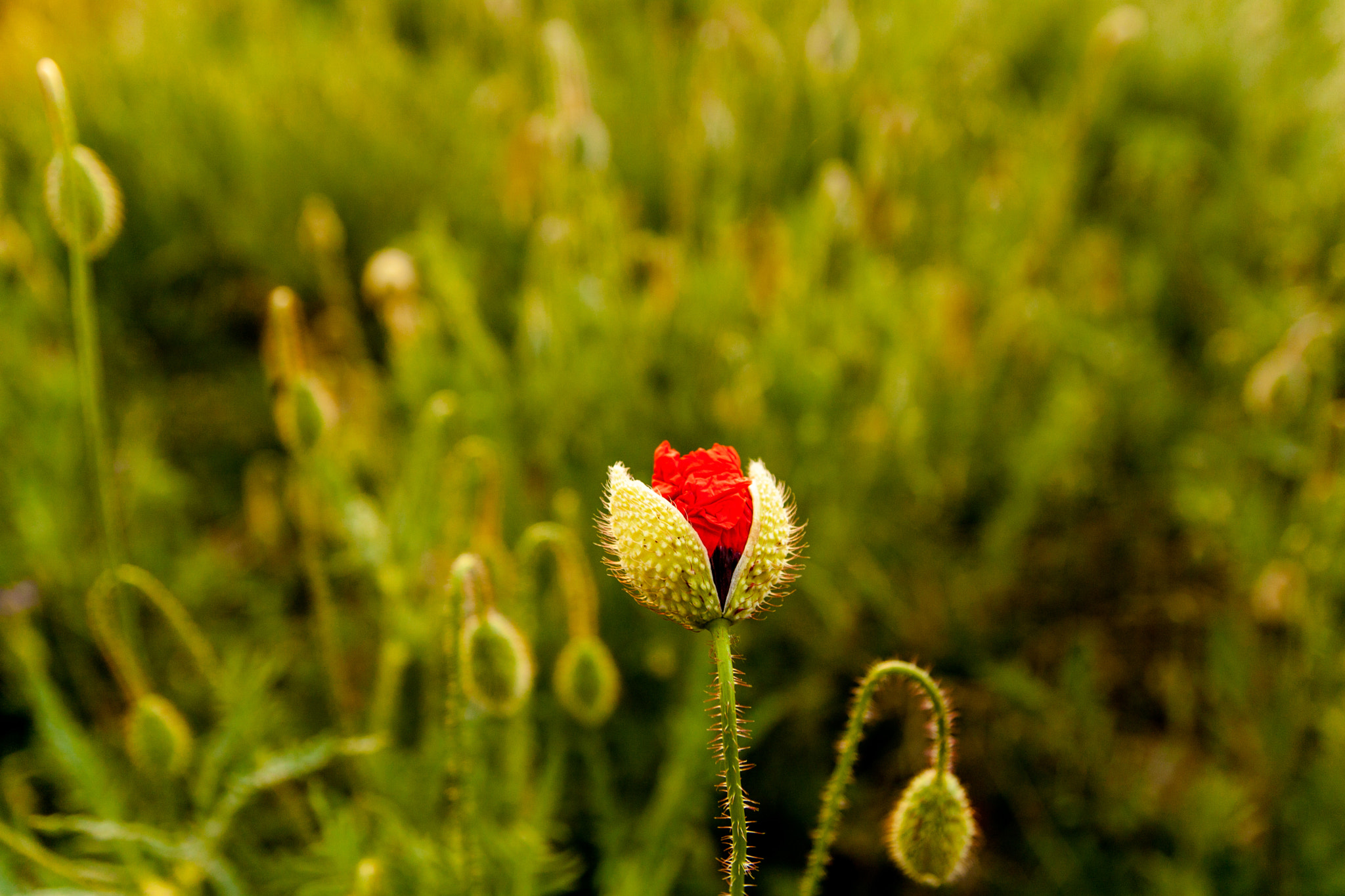 Tamron SP AF 17-50mm F2.8 XR Di II LD Aspherical (IF) sample photo. Red flame of poppy photography