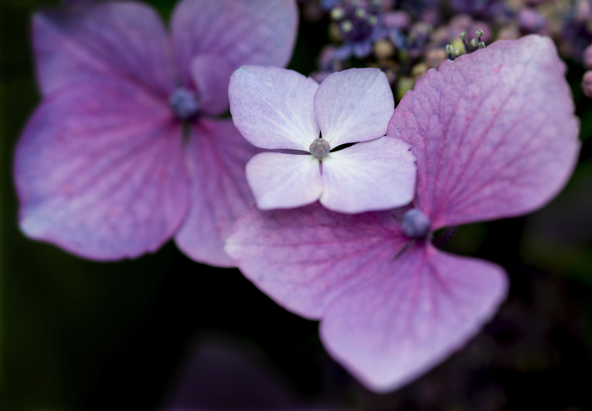 Nikon D800 + Sigma 105mm F2.8 EX DG Macro sample photo. Beautiful colorful summer hydrangea flower close up photography