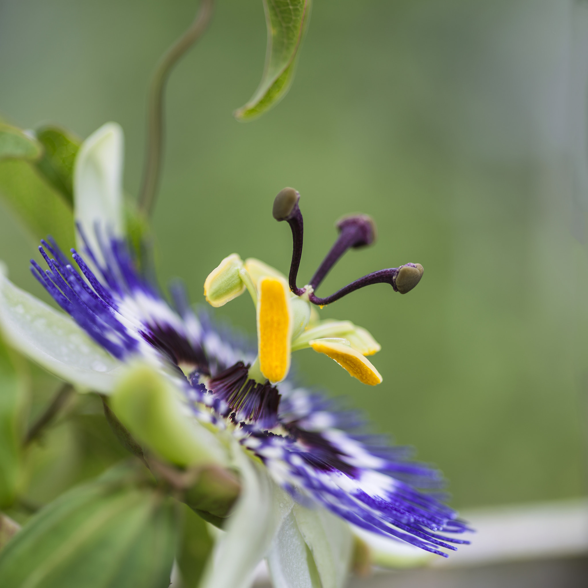 Nikon D800 + Sigma 105mm F2.8 EX DG Macro sample photo. Beautiful close up image of passion flower on the vine photography