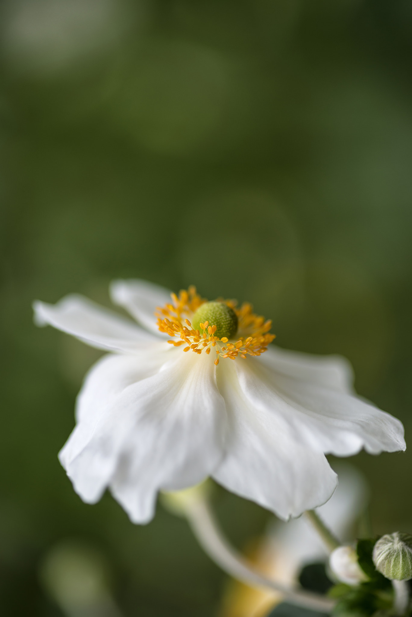 Nikon D800 + Sigma 105mm F2.8 EX DG Macro sample photo. Stunning close up image of white anemone flower in summer photography