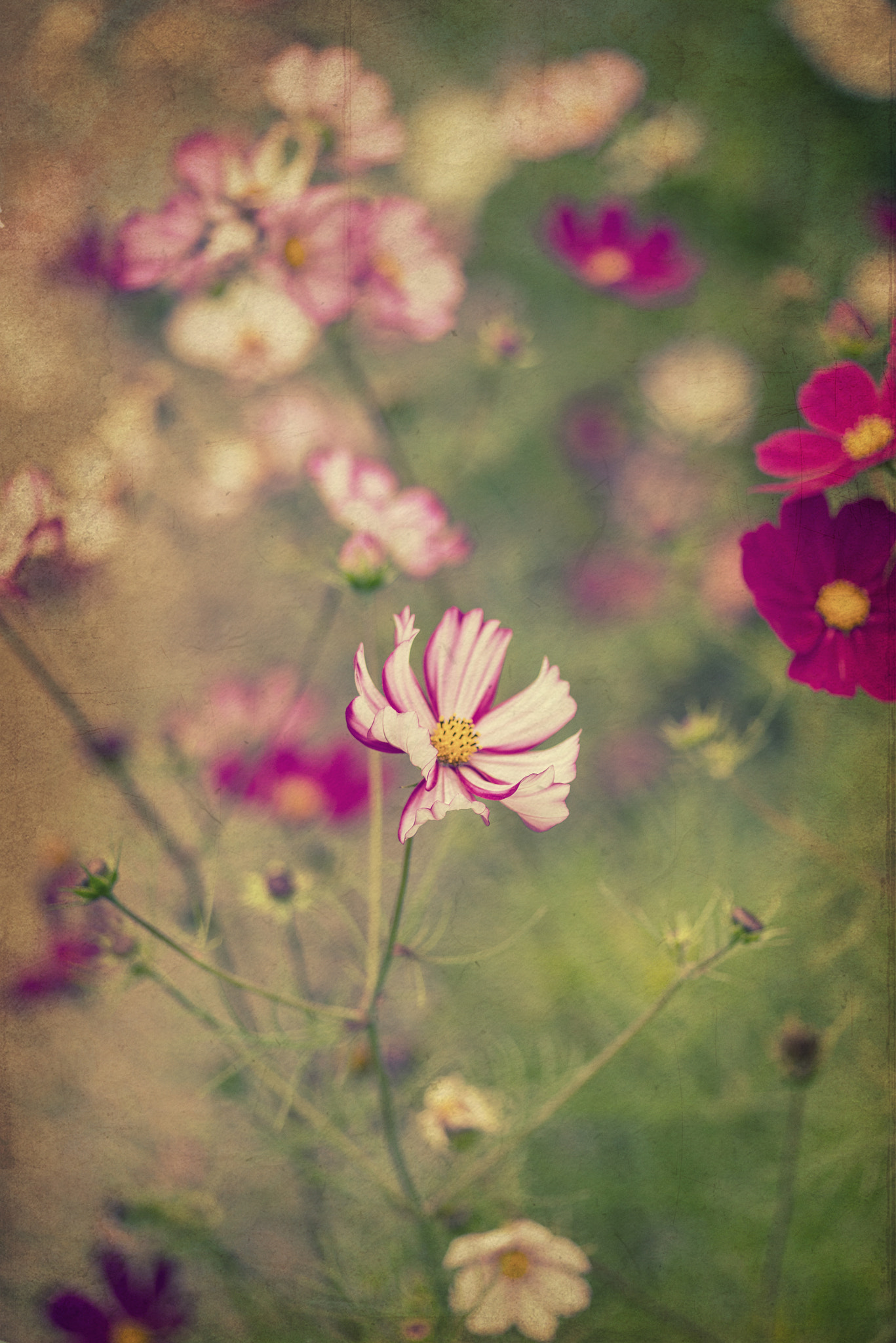 Nikon D800 + Sigma 105mm F2.8 EX DG Macro sample photo. Beautiful image of meadow of wild flowers in summer with vintage photography