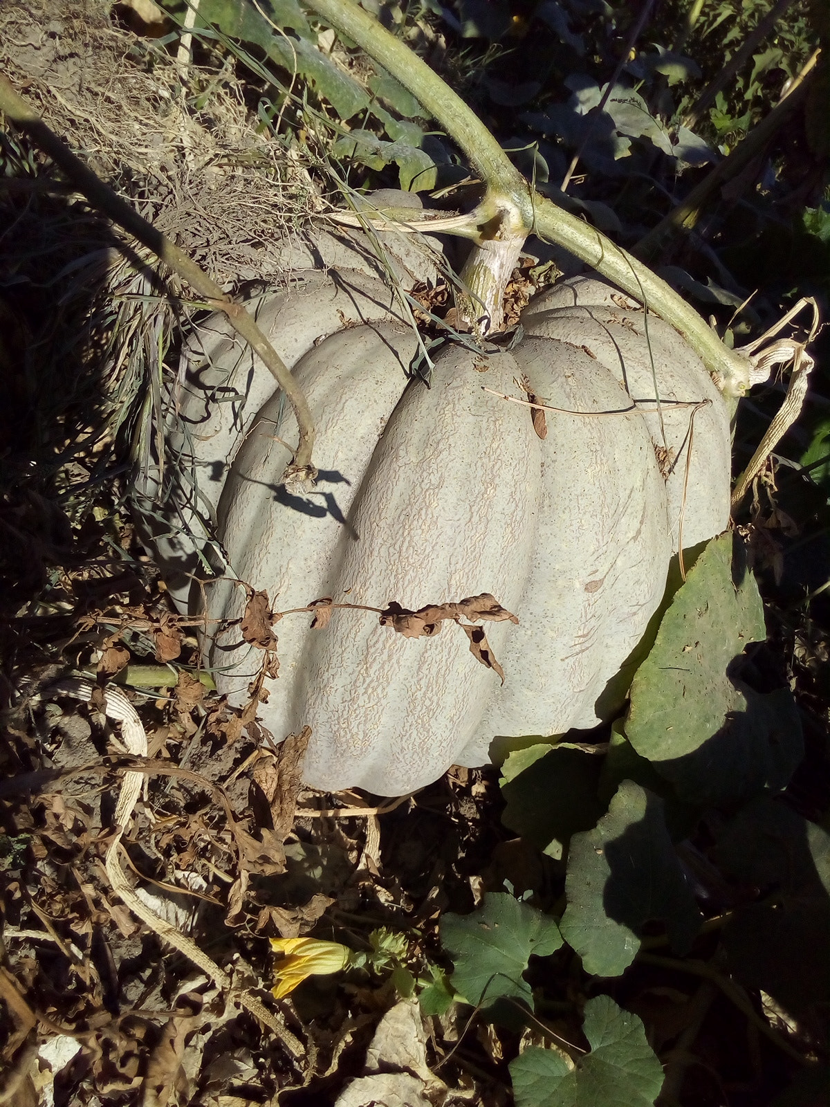 ASUS Zenfone Go (ASUS_Z00VD) sample photo. Untitled photography