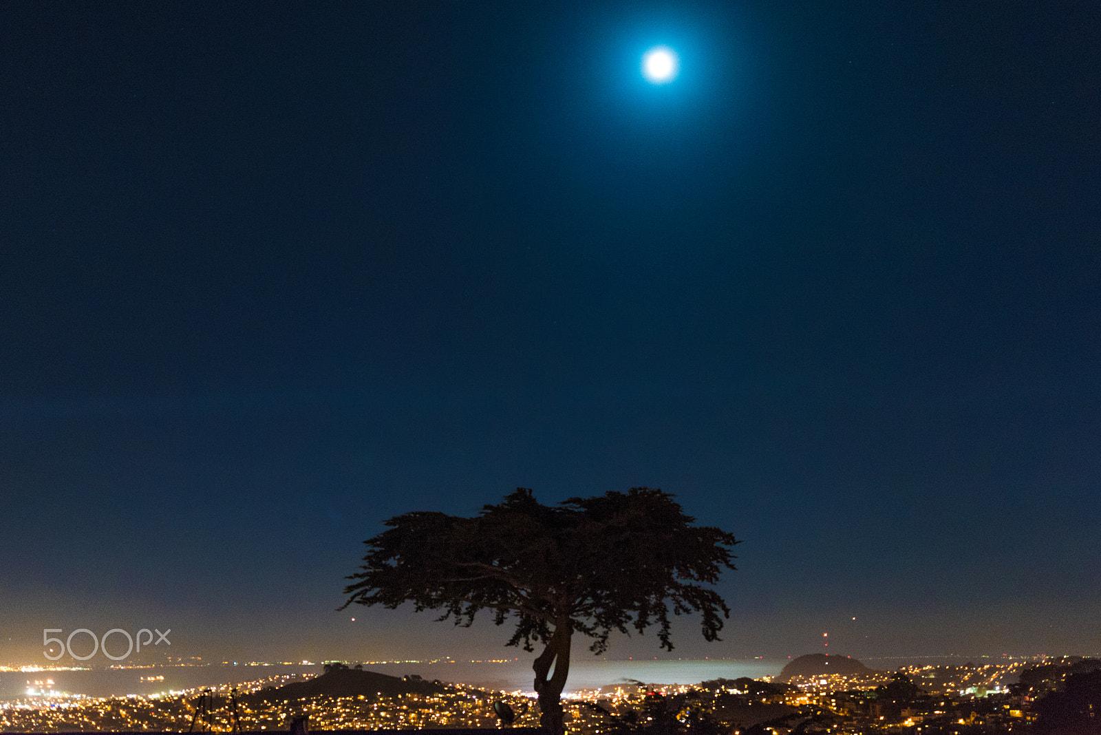 Nikon D810 + Nikon AF-S Nikkor 200-400mm F4G ED-IF VR sample photo. Tree in moon light photography