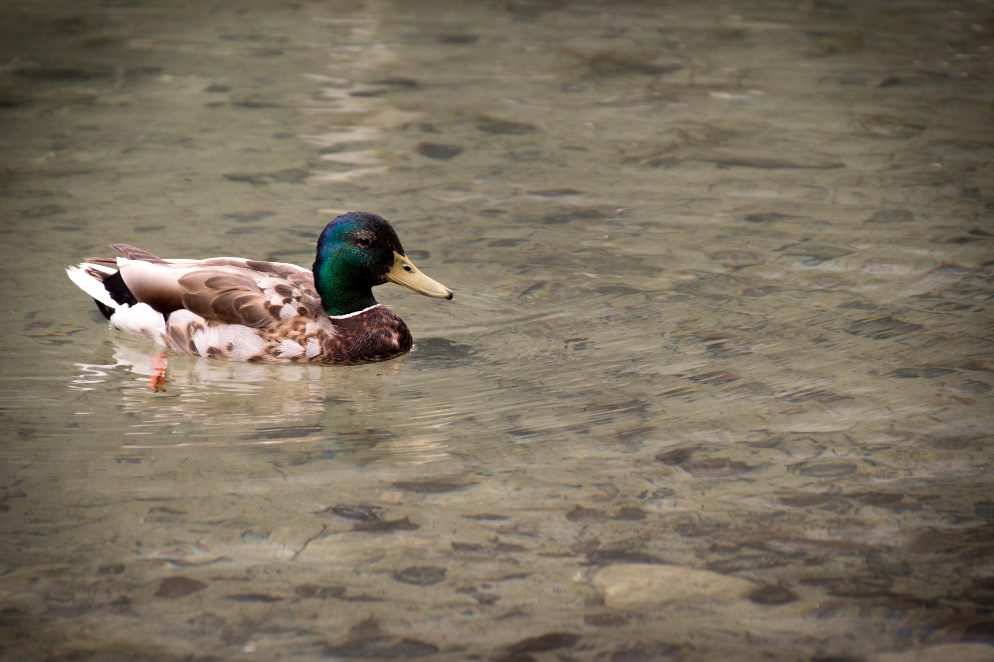 Sigma 18-250mm F3.5-6.3 DC OS HSM sample photo