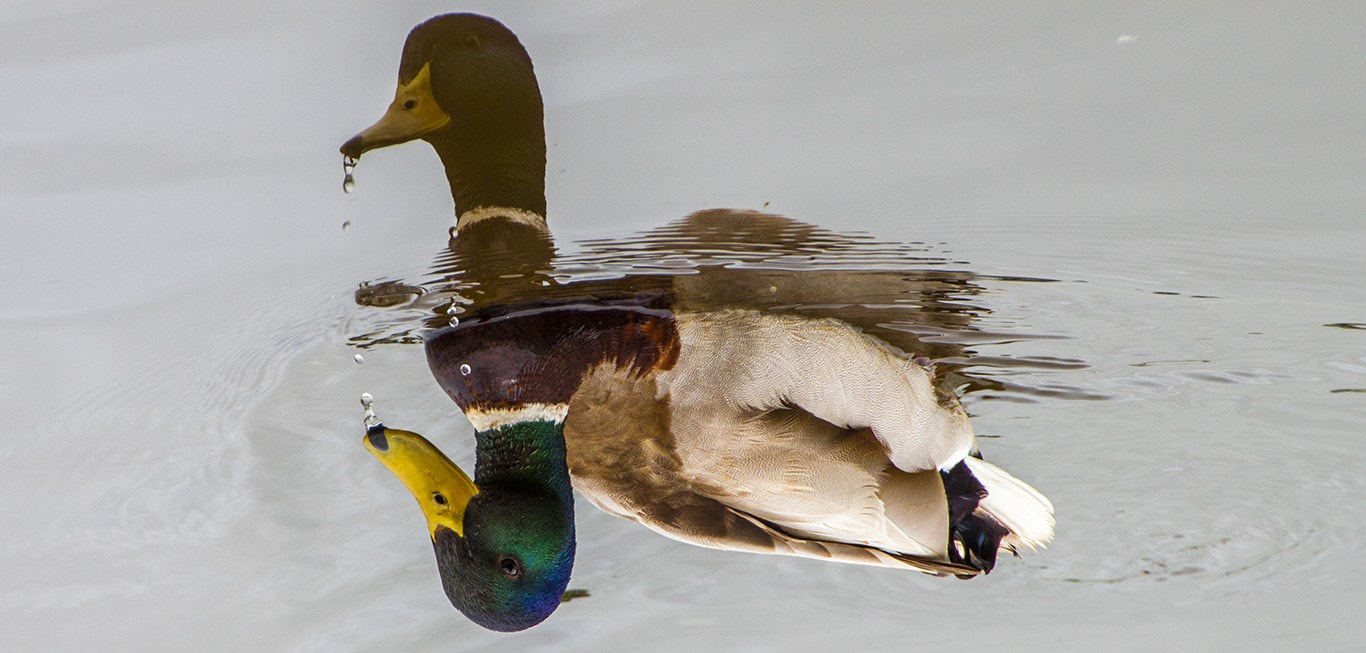 Tamron SP 35mm F1.8 Di VC USD sample photo. Double duck photography
