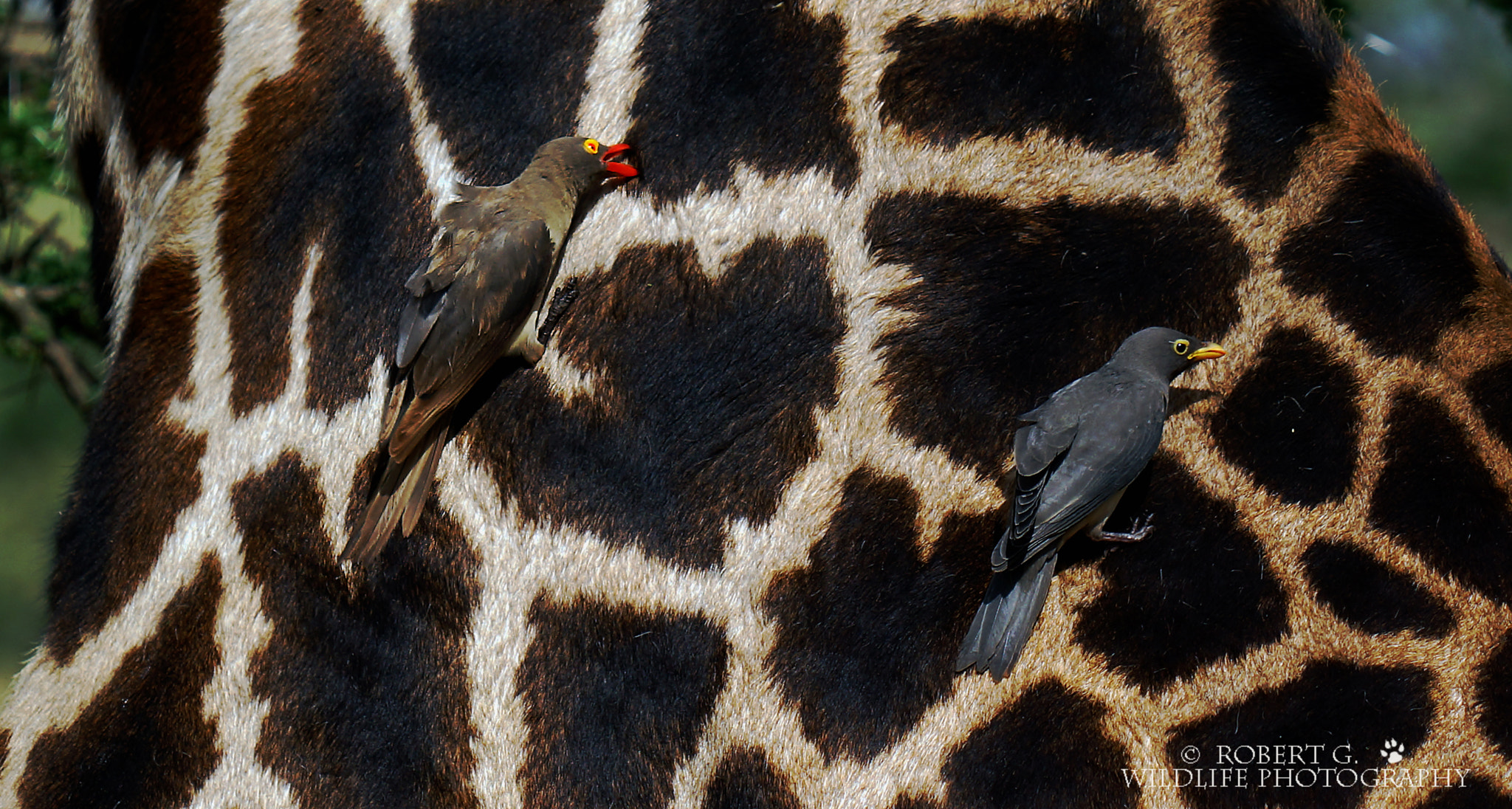 Sony SLT-A77 + Minolta/Sony AF 70-200mm F2.8 G sample photo. Oxpecker and giraffe photography
