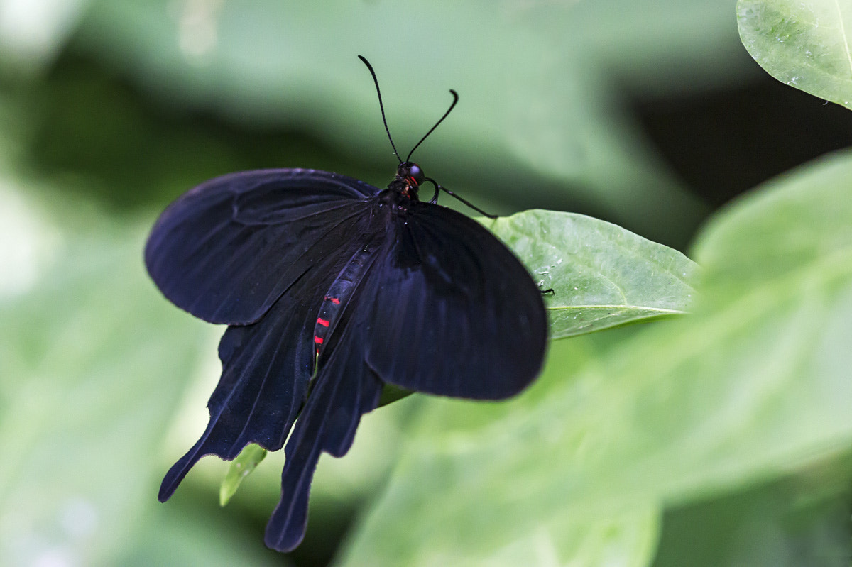 Sigma APO Macro 150mm f/2.8 EX DG HSM sample photo. Papilio helenus (2) photography