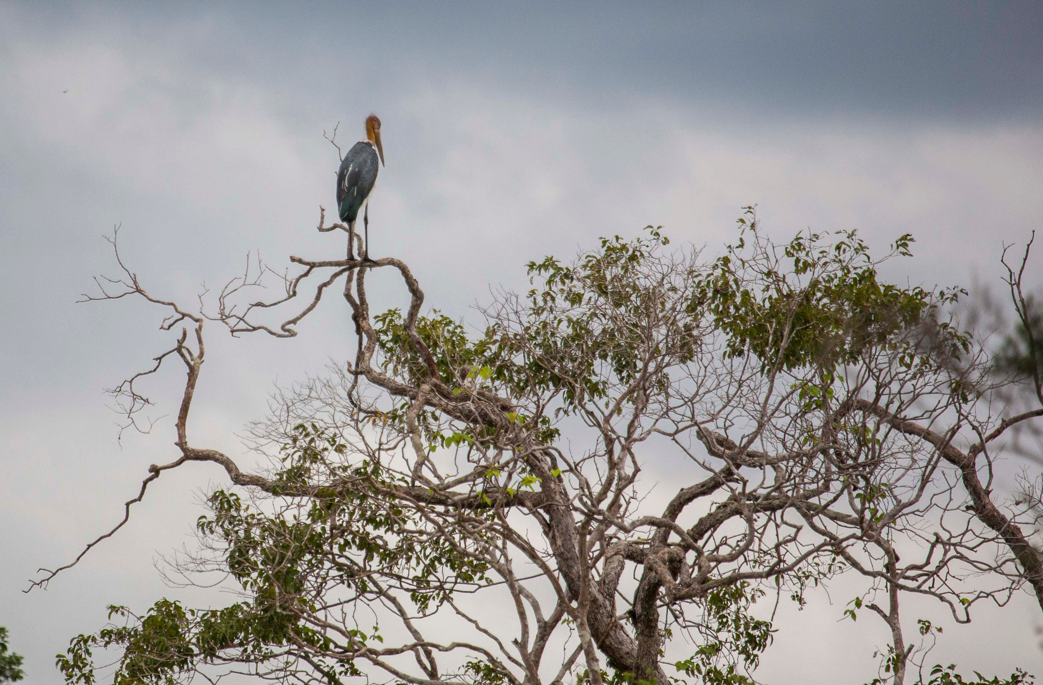 Canon EF 100-400mm F4.5-5.6L IS USM sample photo. Wilpattu photography