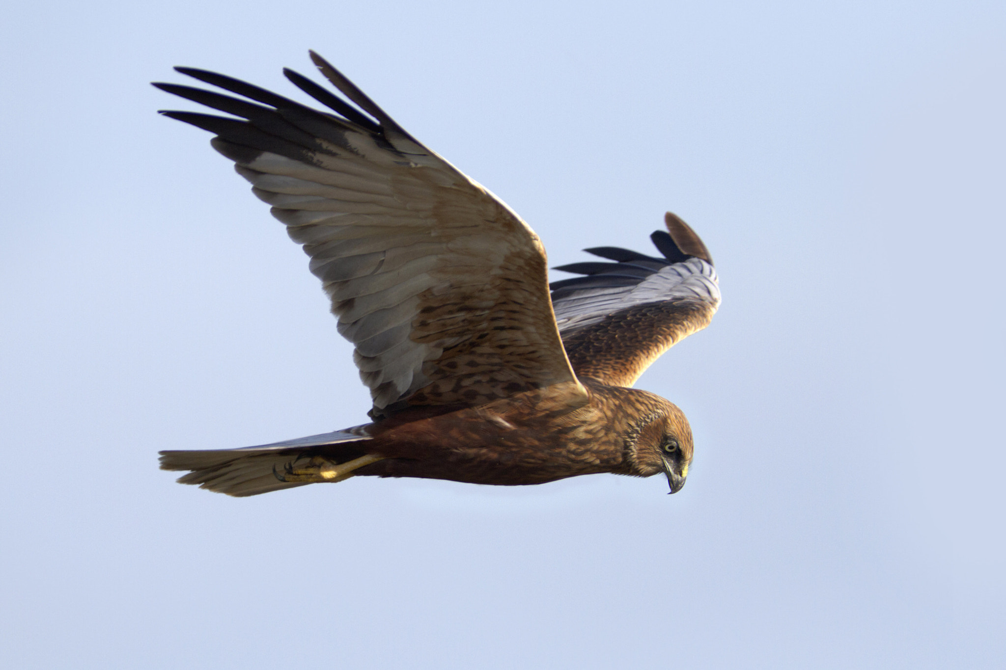 Canon EF 300mm f/2.8L + 2x sample photo. Marsh harrier photography