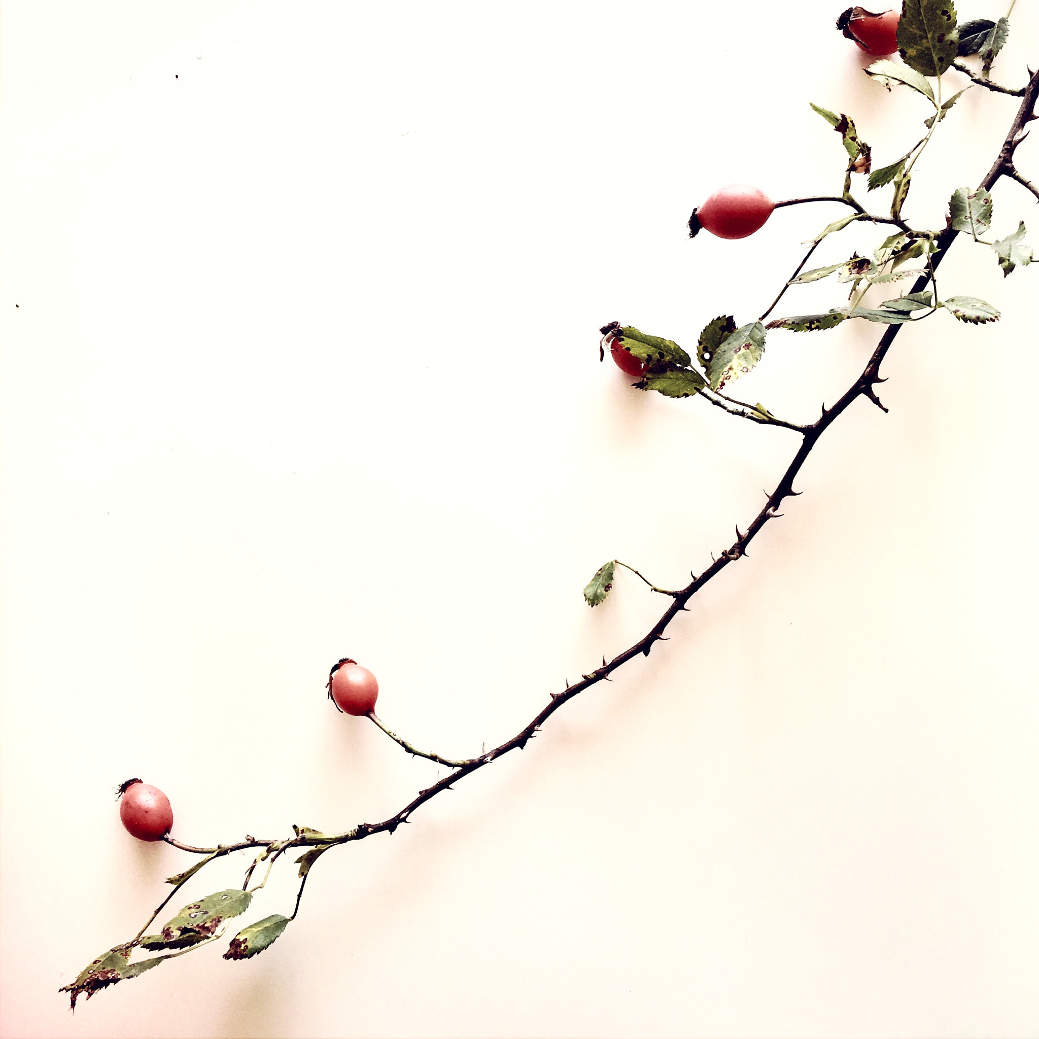 Hipstamatic 321 sample photo. Some fruit in autum photography