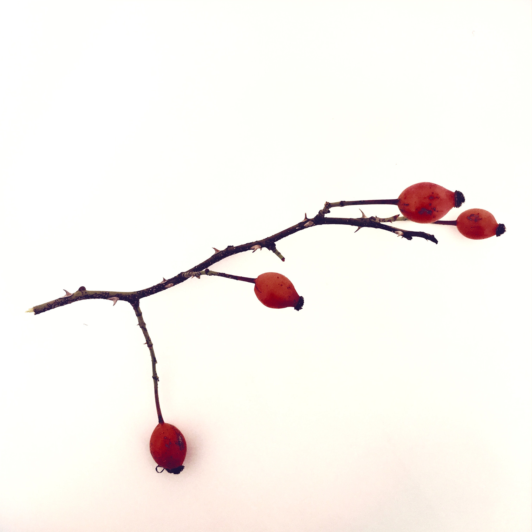 Hipstamatic 321 sample photo. Some fruit photography