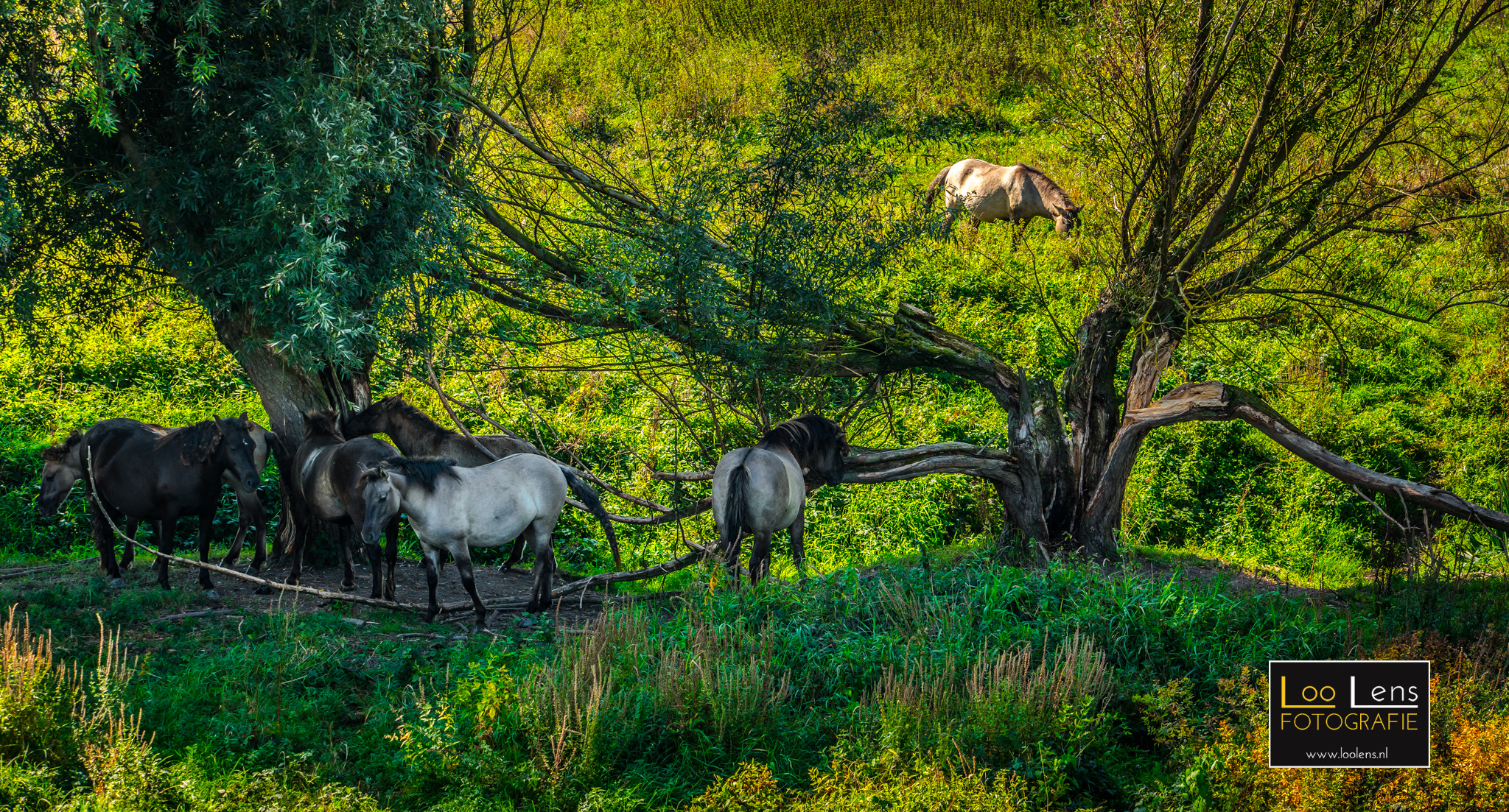 Samsung NX1 + NX 50-150mm F2.8 S sample photo. Wild horses photography