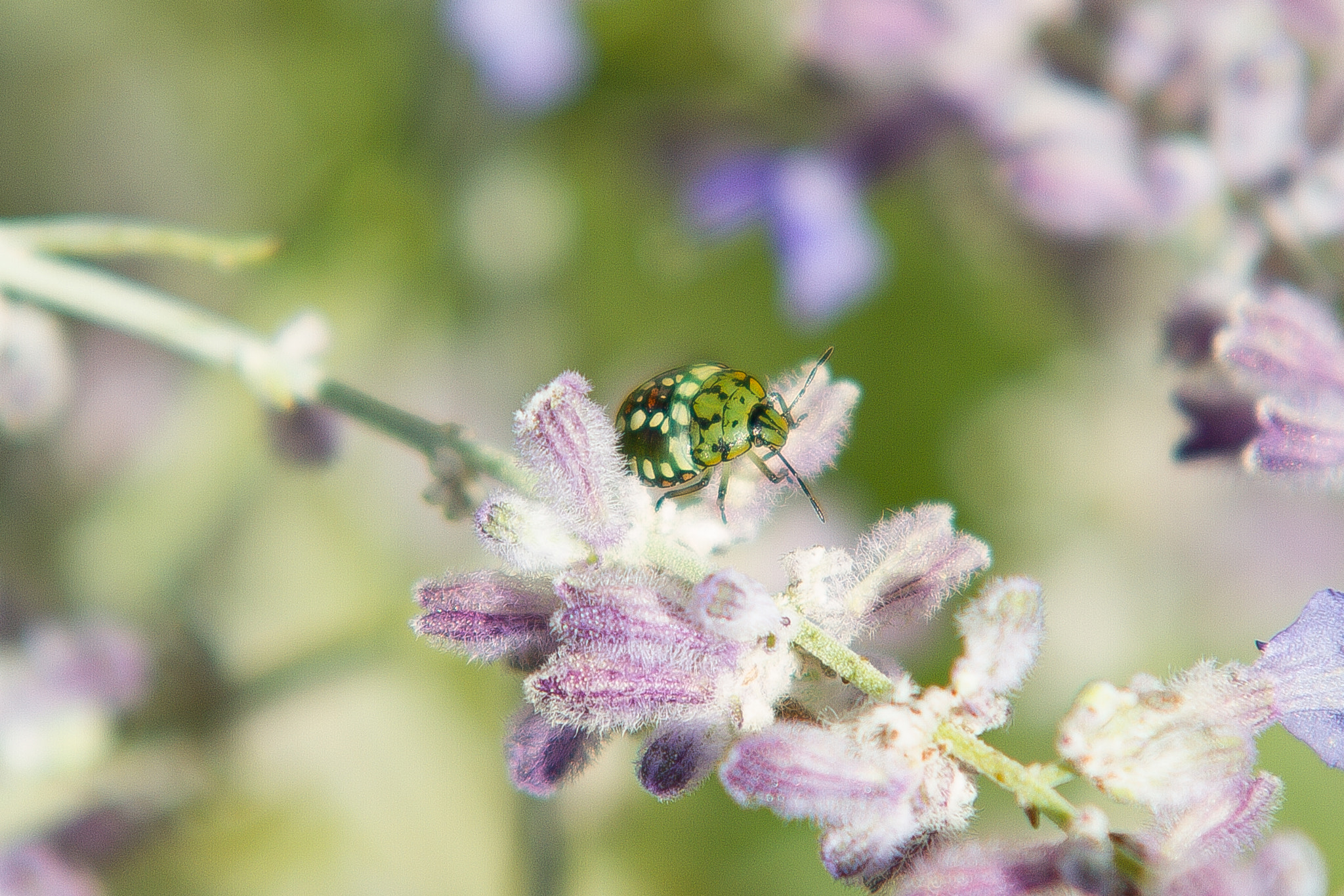 Sigma 70-200mm F2.8 EX DG OS HSM sample photo. Bug photography
