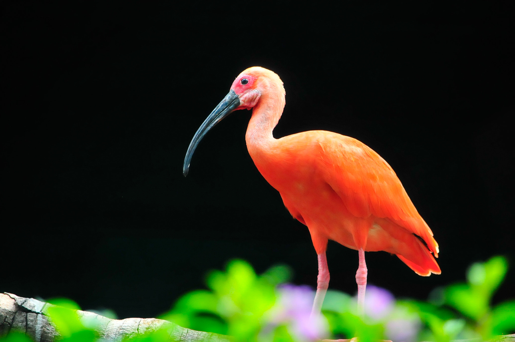 Nikon D300 sample photo. Flamingo photography