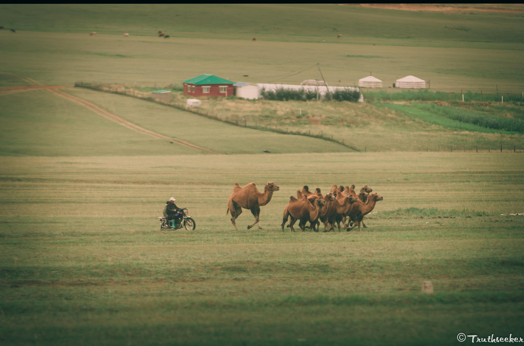 Nikon D600 sample photo. Camel gathering photography