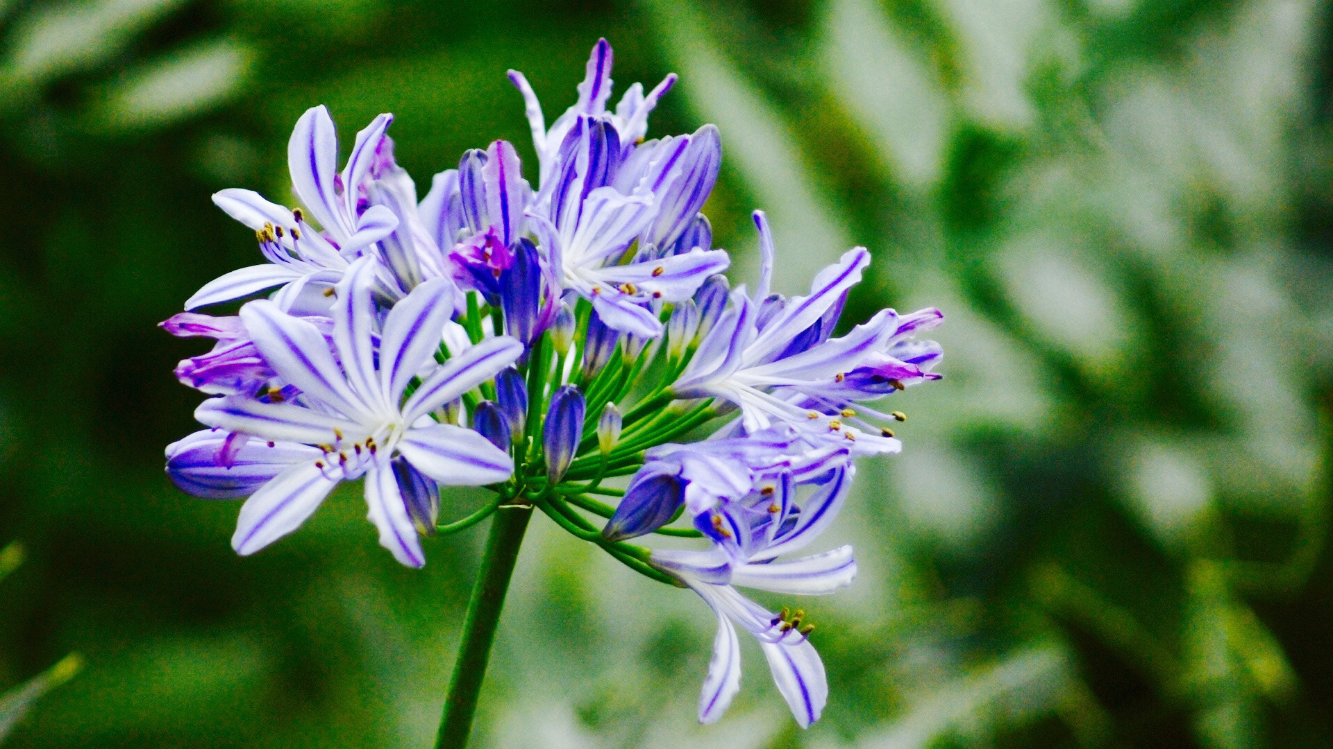 Sony 75-300mm F4.5-5.6 sample photo. Flowers photography