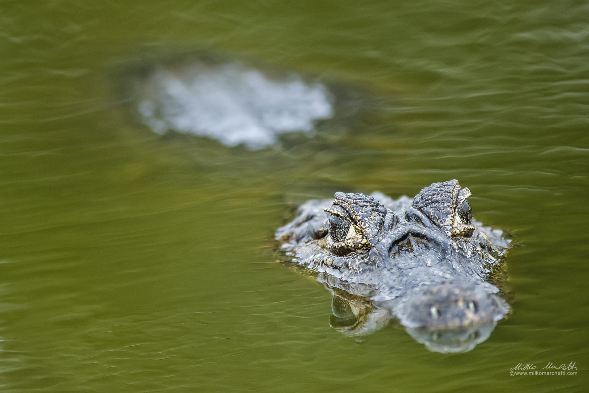 Canon EF 300mm f/2.8L + 1.4x sample photo. Caiman photography