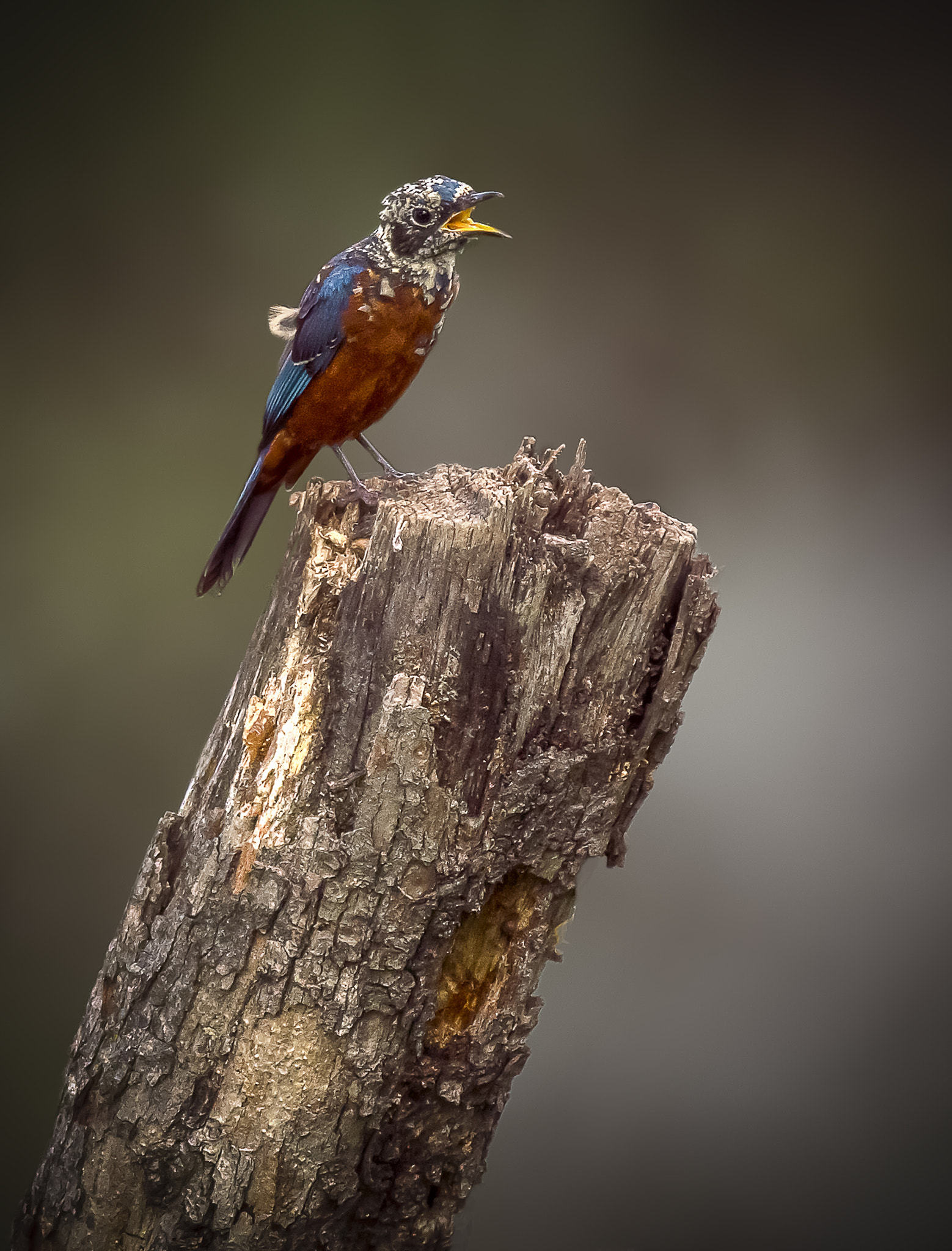 Canon EOS 60D + Canon EF 400mm F5.6L USM sample photo. Hungry photography