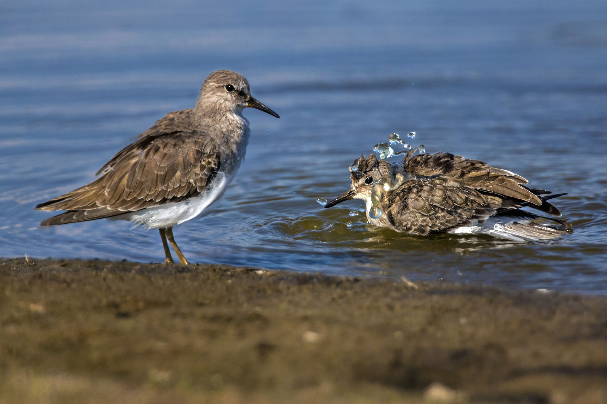 Canon EOS 70D + Canon EF 300mm F2.8L IS II USM sample photo. Broad-billed nano photography