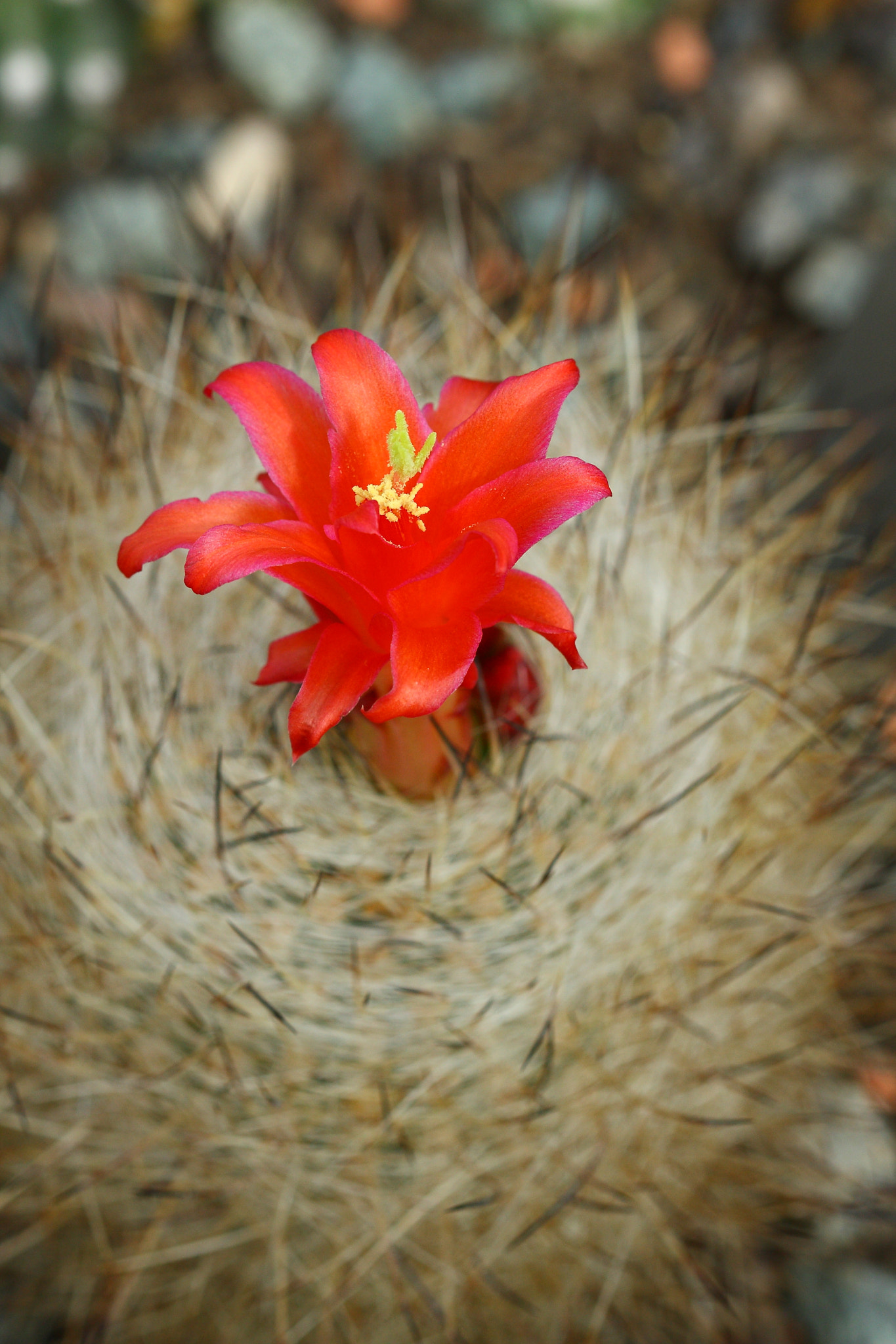 Canon EF 100mm F2.8 Macro USM sample photo. Touch me if you can photography