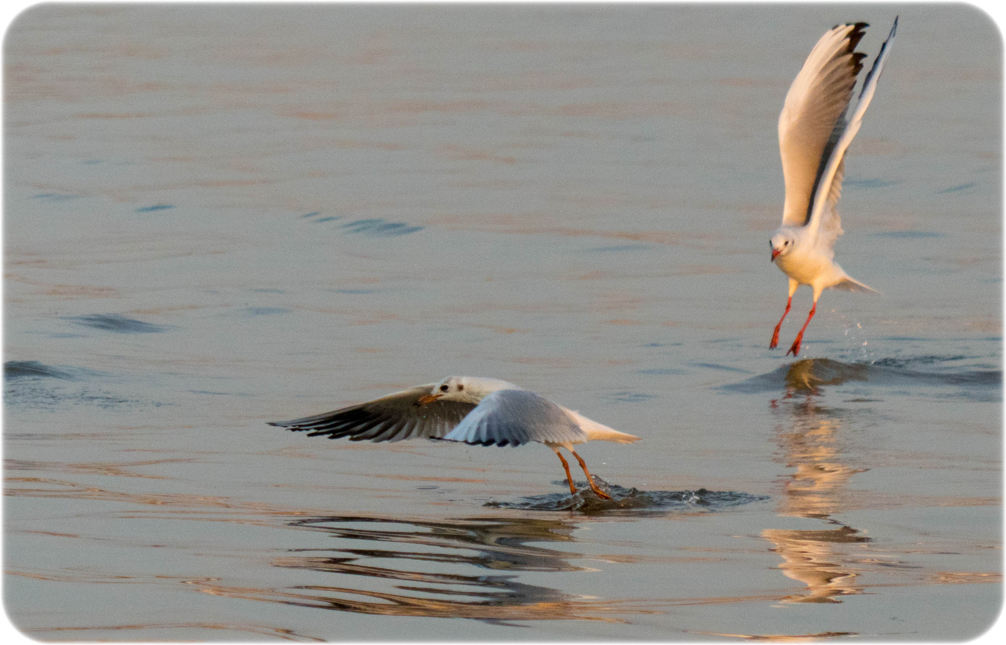 Sony a6300 + Sony FE 24-240mm F3.5-6.3 OSS sample photo. Seagulls photography