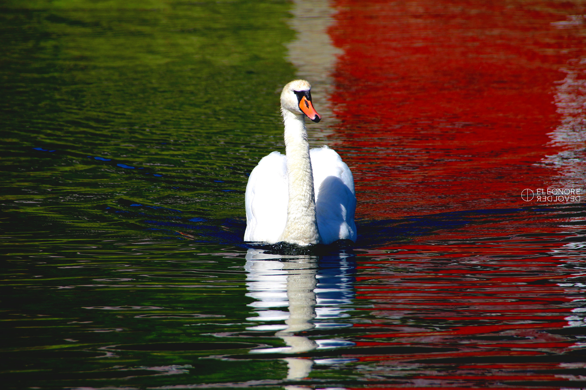 Sigma 18-250mm F3.5-6.3 DC OS HSM sample photo. Italien swan photography