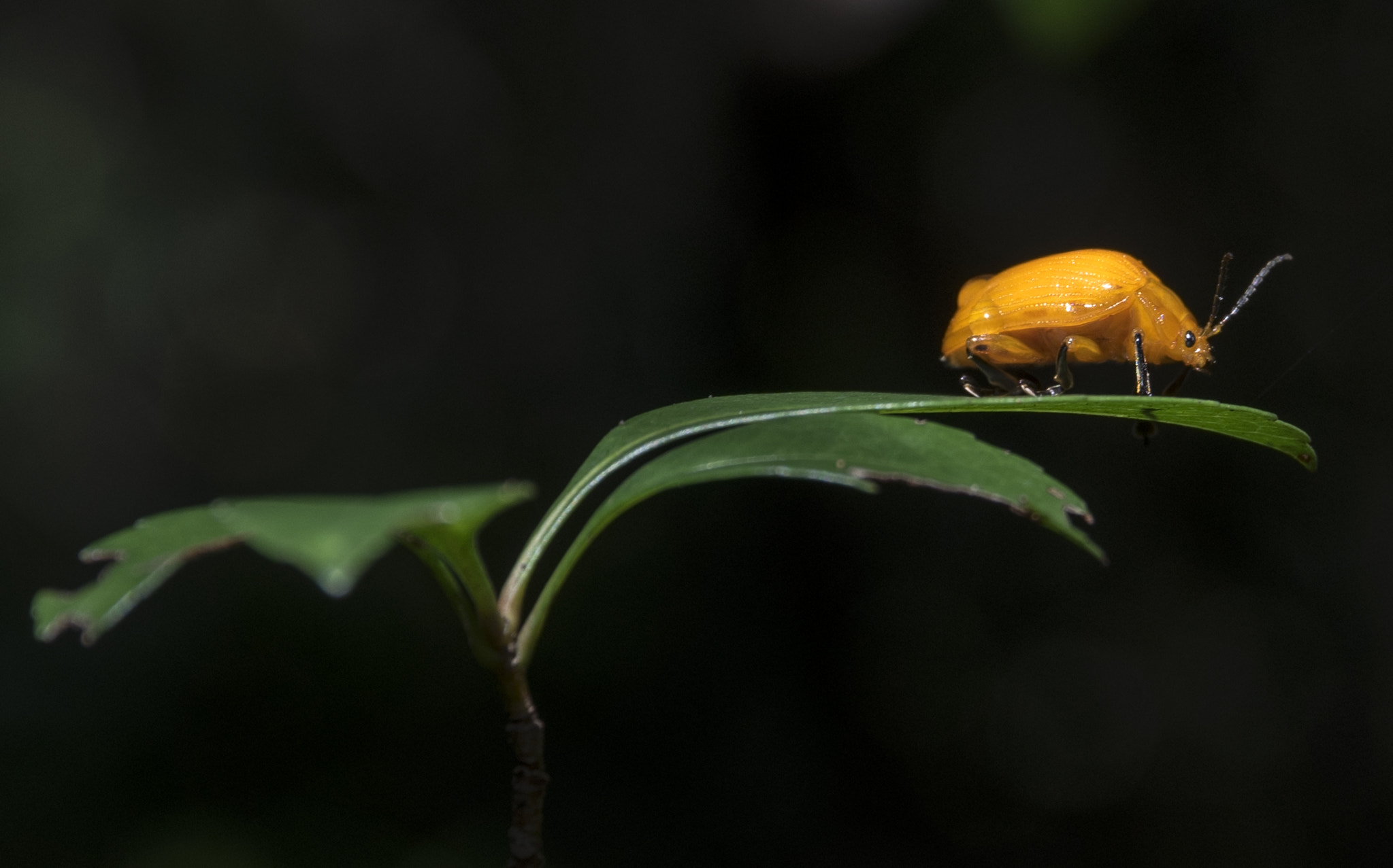 Sony a7 sample photo