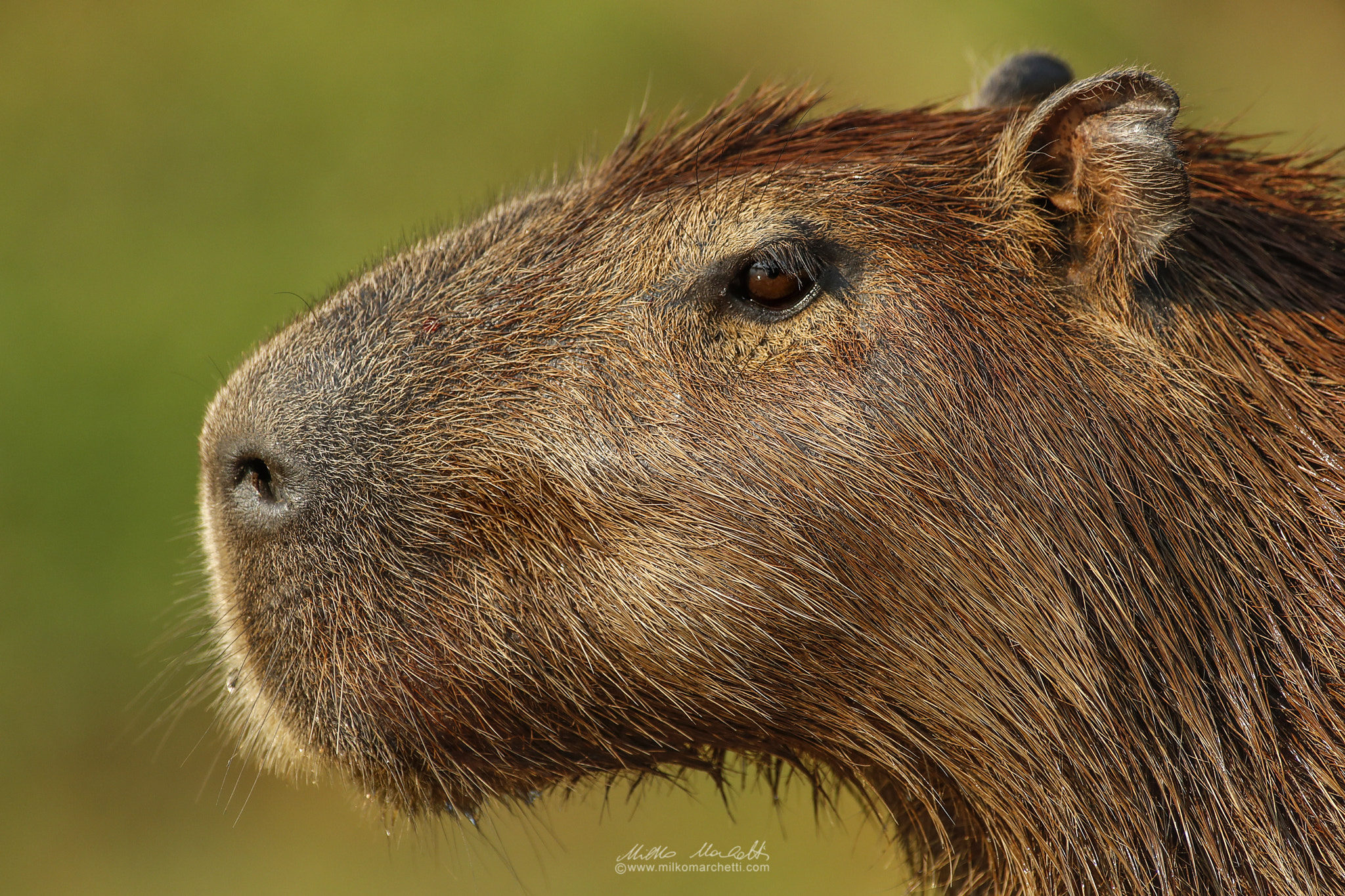 Canon EOS-1D X Mark II + Canon EF 300mm f/2.8L + 1.4x sample photo. Capybara photography