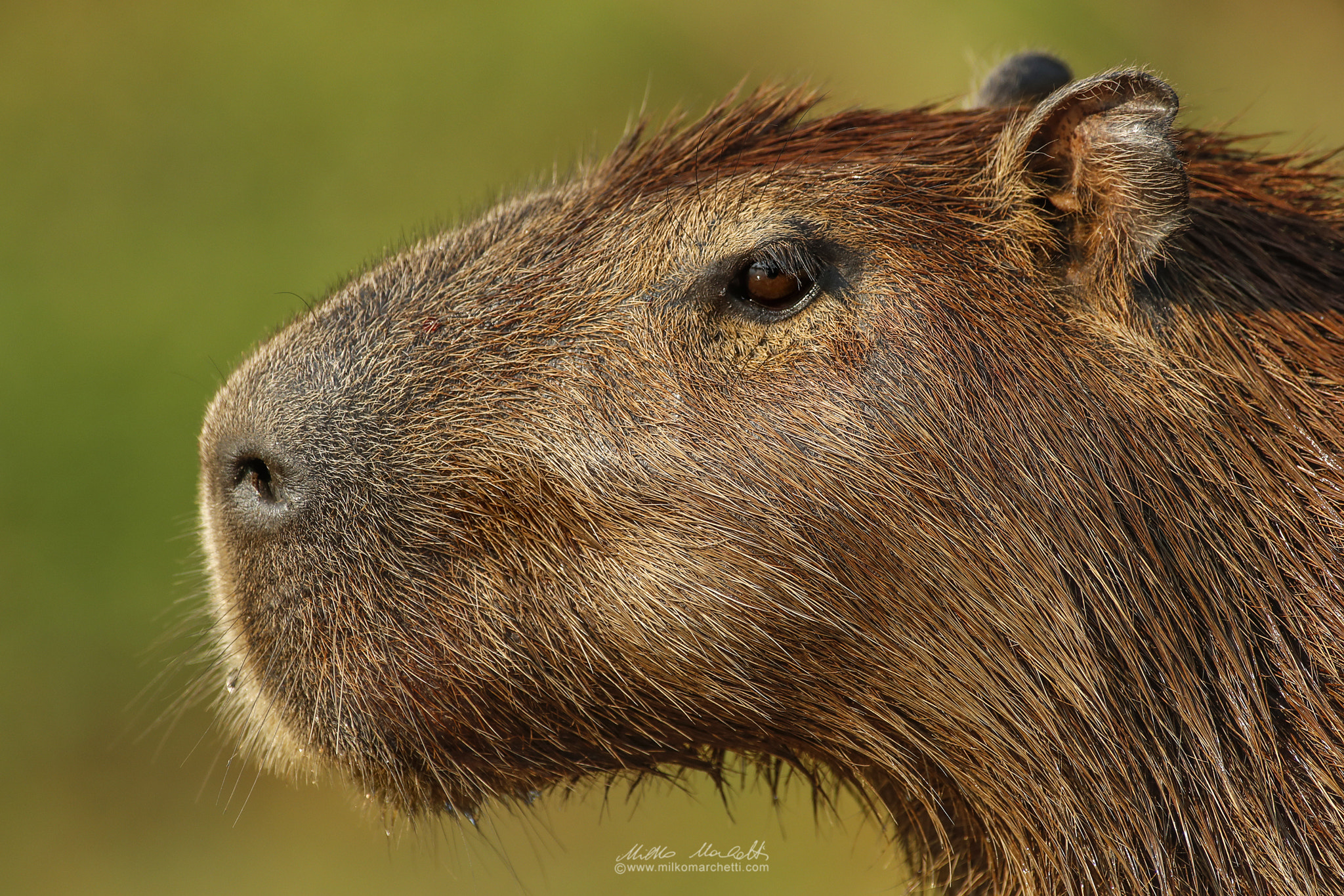 Canon EF 300mm f/2.8L + 1.4x sample photo. Capybara photography