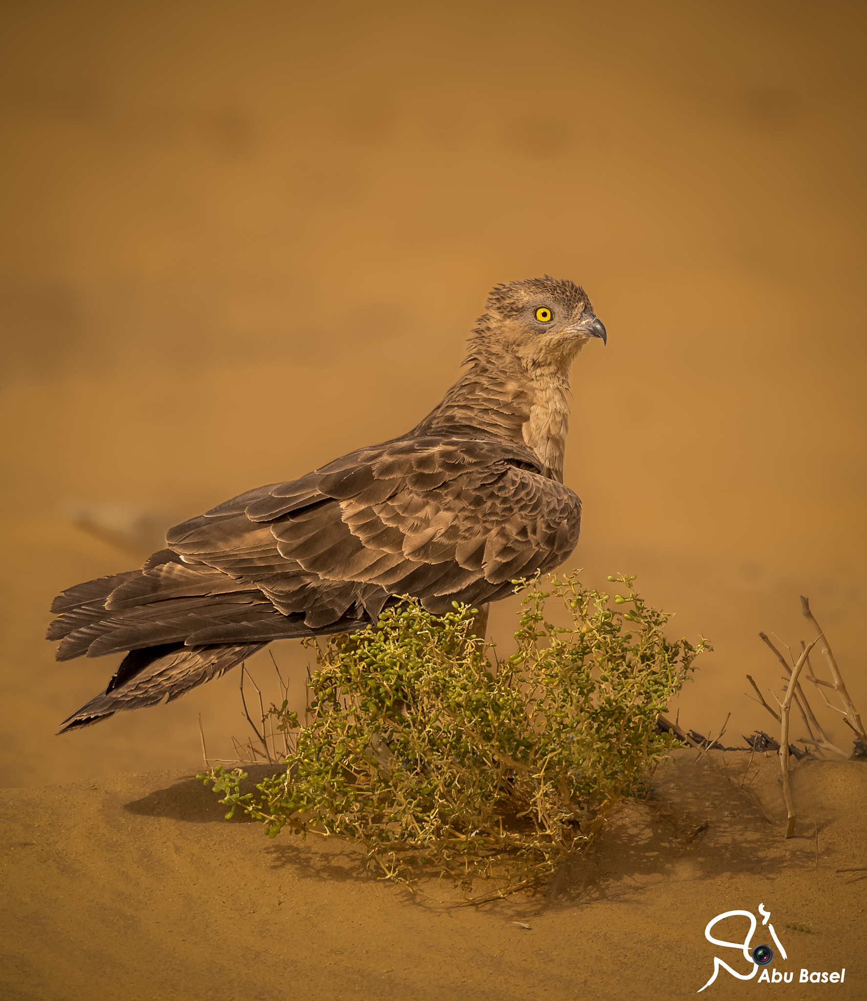 Sigma 150-600mm F5-6.3 DG OS HSM | S sample photo